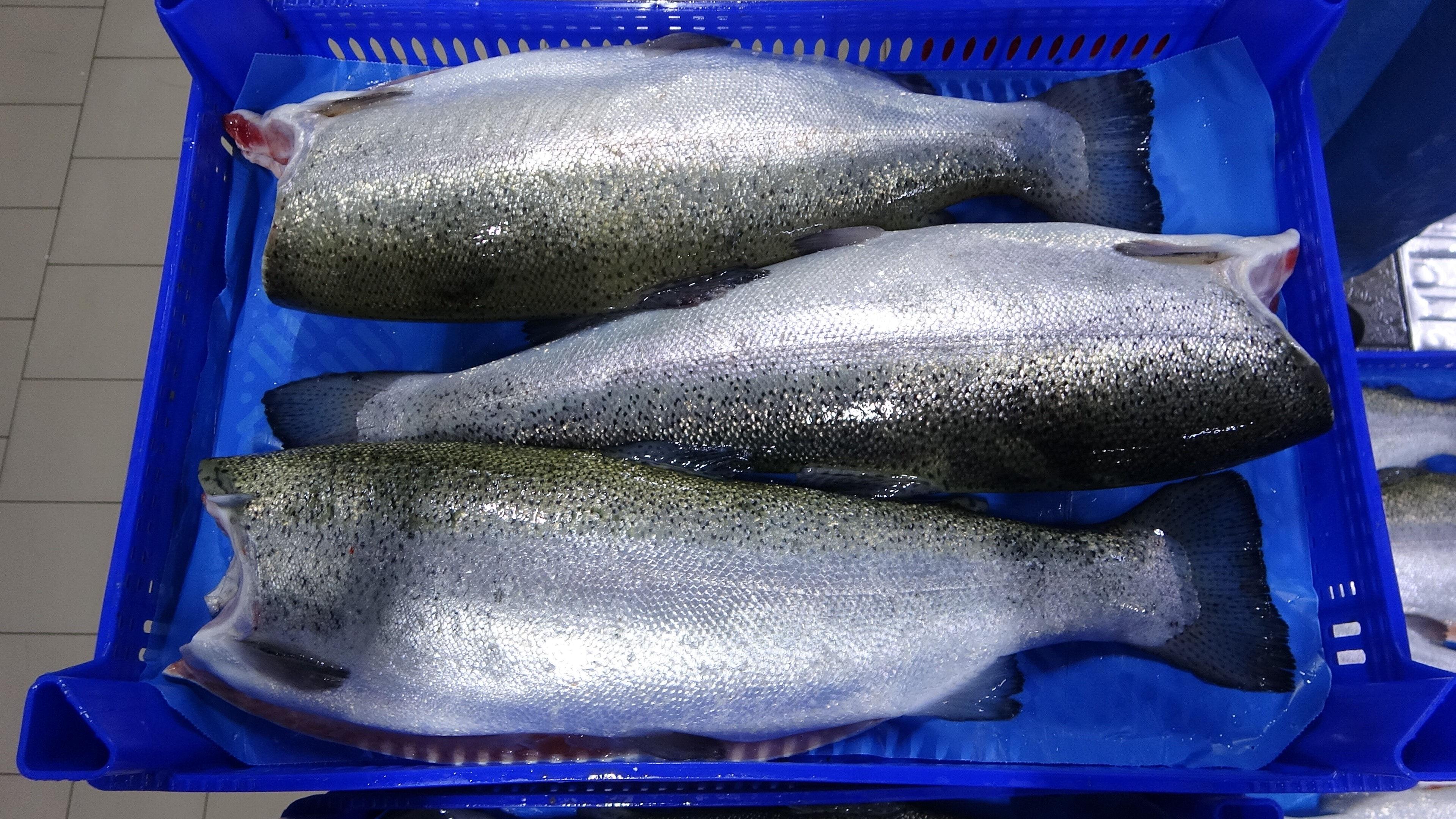 Türkiye'ye yıllık 500 milyon dolar kazandırdı! İhracatın göz bebeğinde hasat başladı - 3. Resim