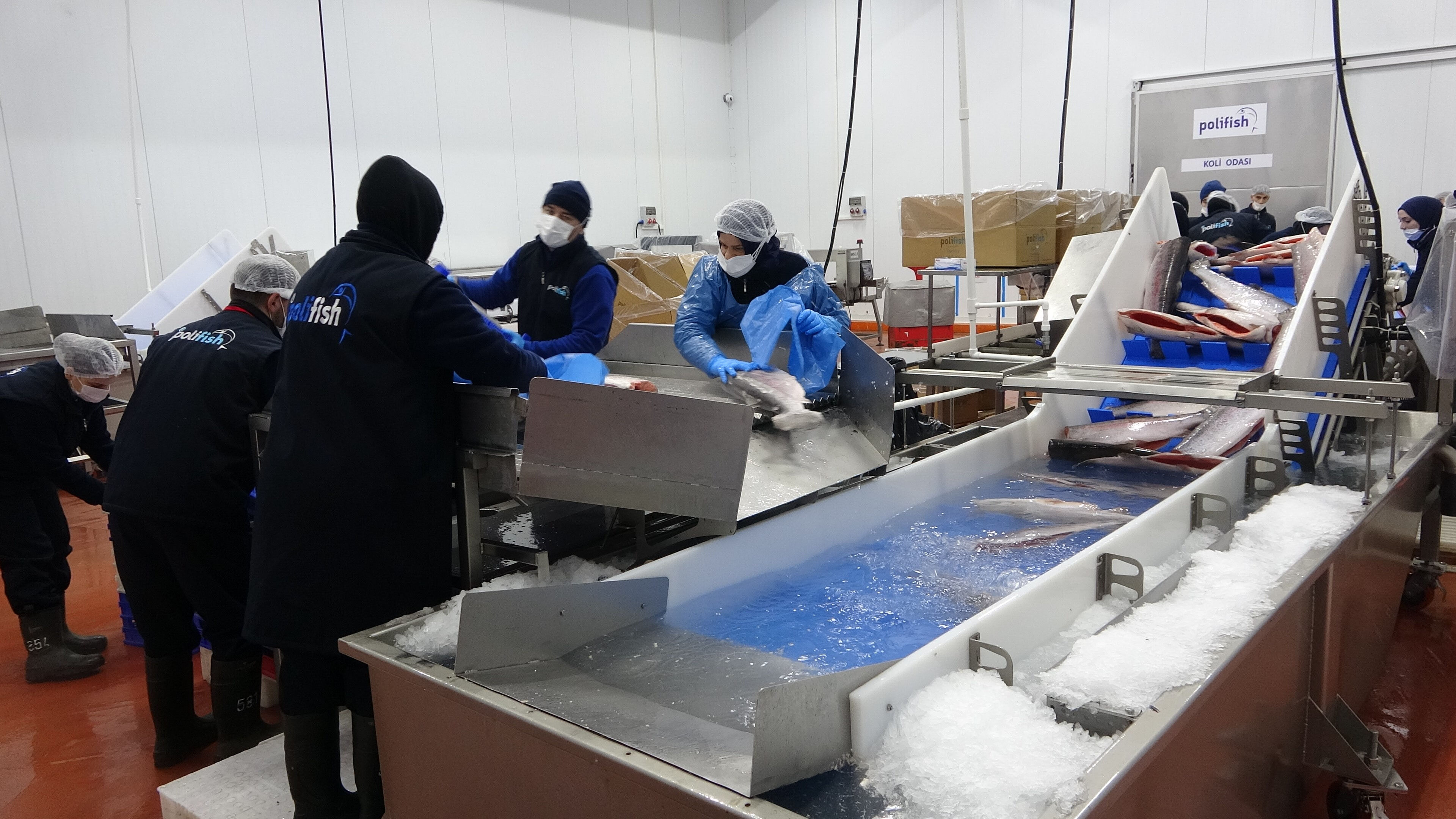 Türkiye'ye yıllık 500 milyon dolar kazandırdı! İhracatın göz bebeğinde hasat başladı - 1. Resim