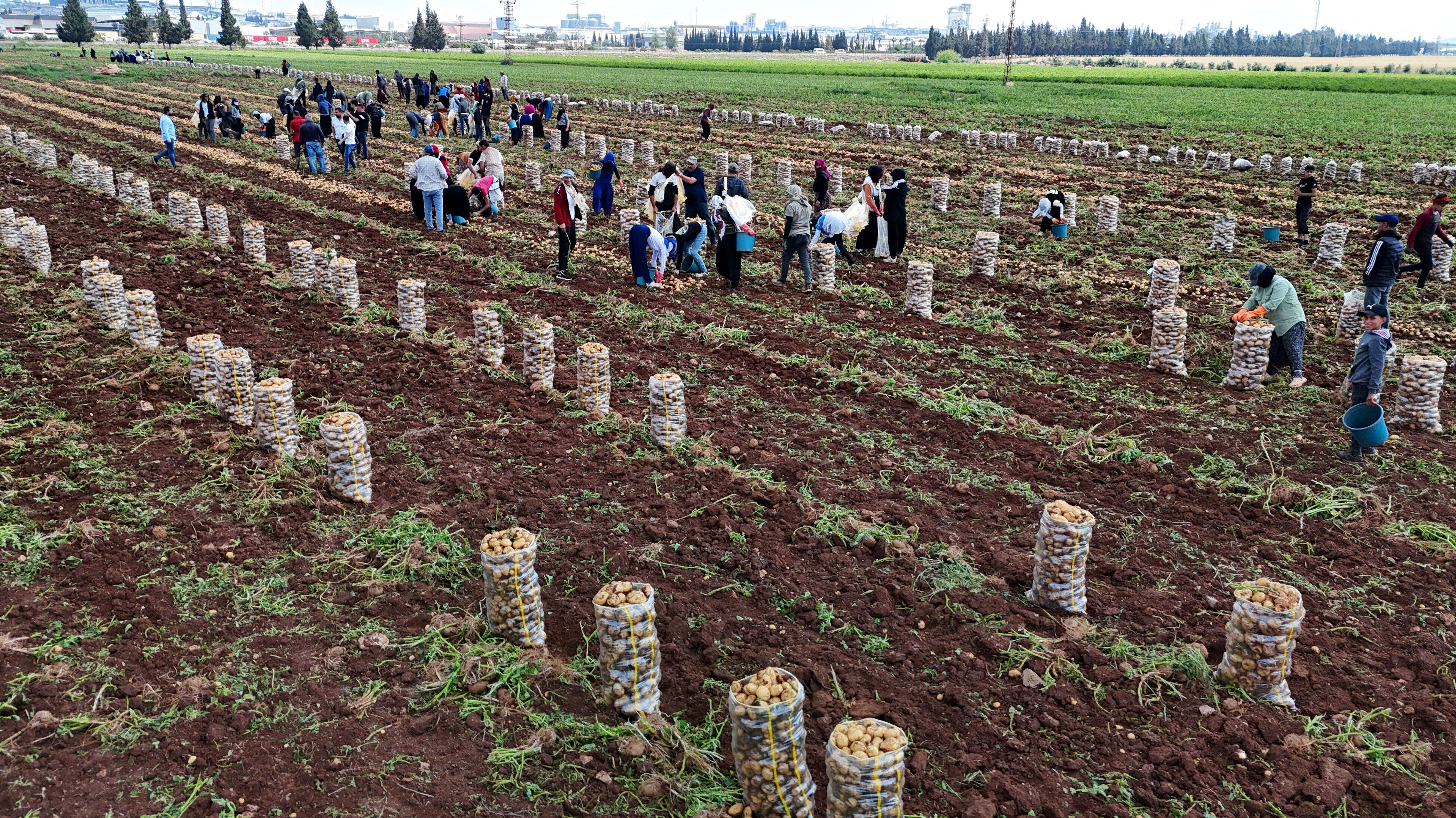 Büyük boy 24, orta boy 16, küçük boy 8 lira... Tarlada hasadı başladı! Mutfakların vazgeçilmesi cep yakacak - 2. Resim