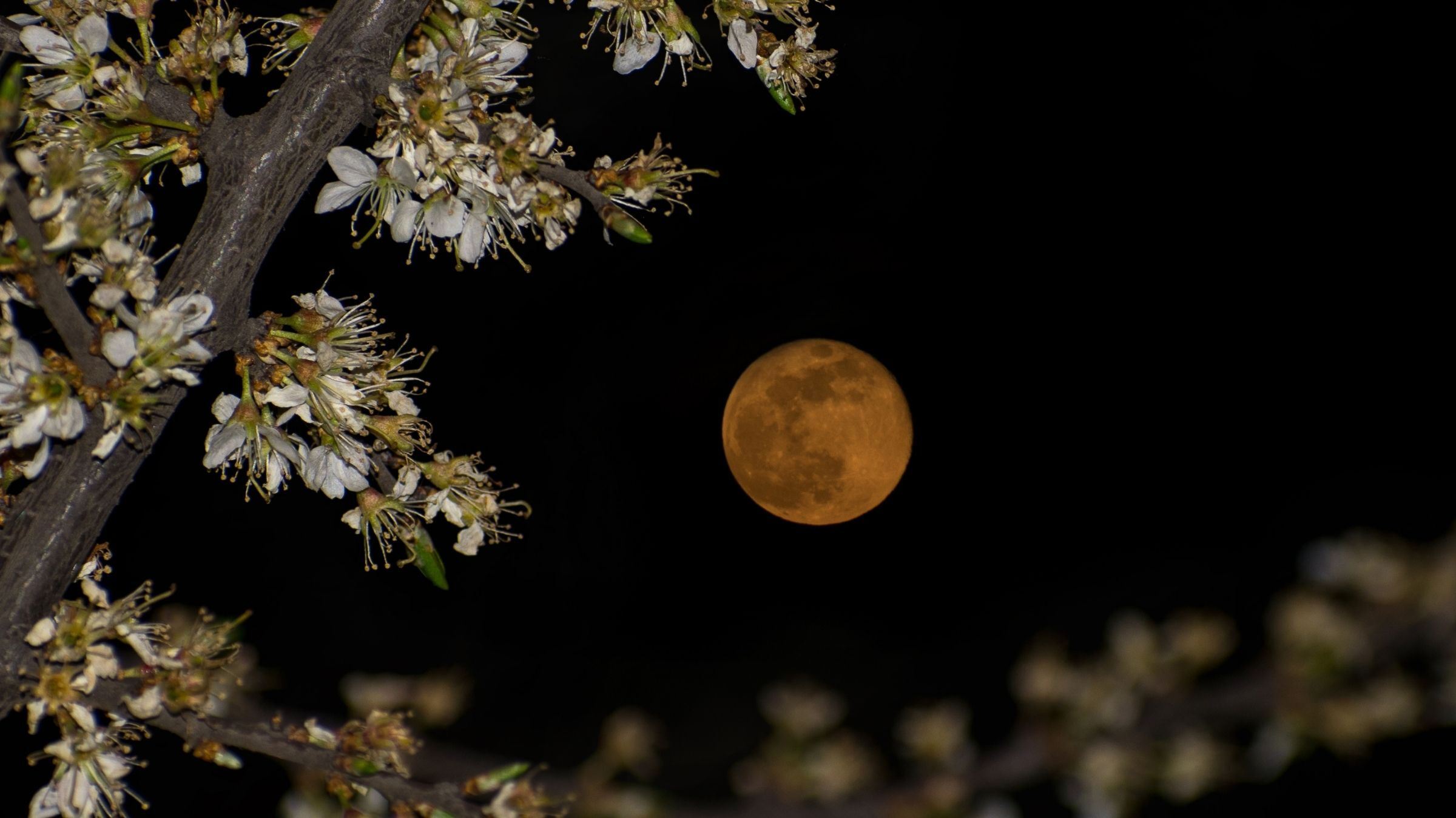 Çiçek ve süt dolunayı Türkiye'de izlenebilecek mi, nereden? 12 Mayıs'ta gerçekleşiyor - 3. Resim
