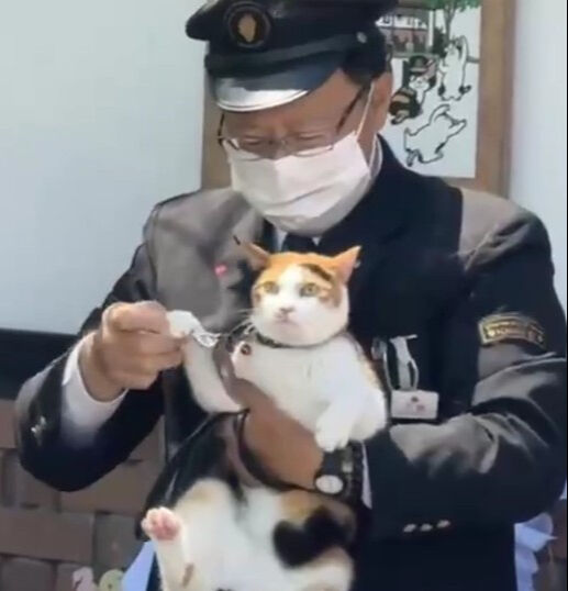 Japonya'da üç kedi törenle tren kondüktörü oldu! - 1. Resim