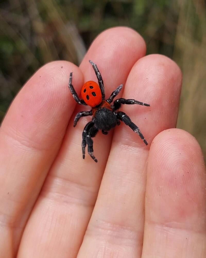 Kırmızı listede yer alıyordu, &Ccedil;anakkale'de g&ouml;r&uuml;ld&uuml;! Eşini bulmak &ccedil;ok zor... - 3. Resim