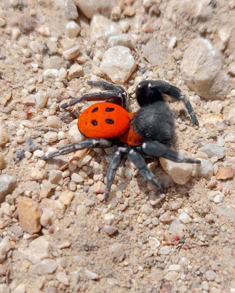 Kırmızı listede yer alıyordu, &Ccedil;anakkale'de g&ouml;r&uuml;ld&uuml;! Eşini bulmak &ccedil;ok zor... - 1. Resim