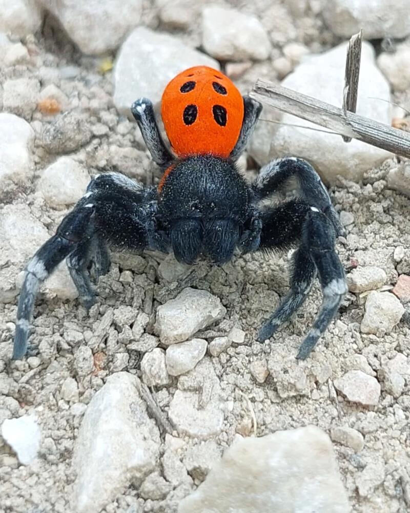 Kırmızı listede yer alıyordu, &Ccedil;anakkale'de g&ouml;r&uuml;ld&uuml;! Eşini bulmak &ccedil;ok zor... - 2. Resim