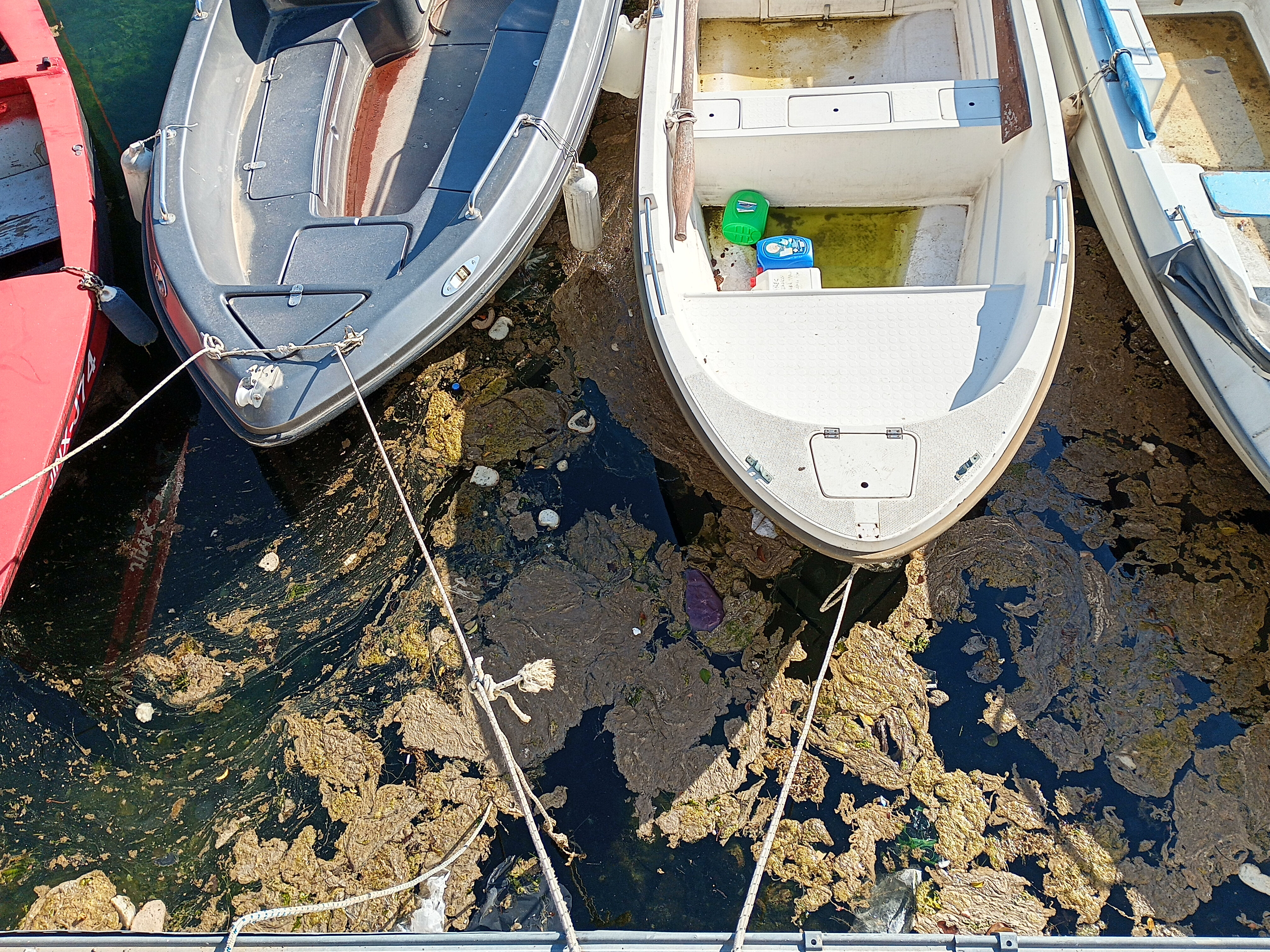 Marmara Denizi'nde gizemli tabaka! Suyun üzerinde görüldü, öbekler halinde - 2. Resim