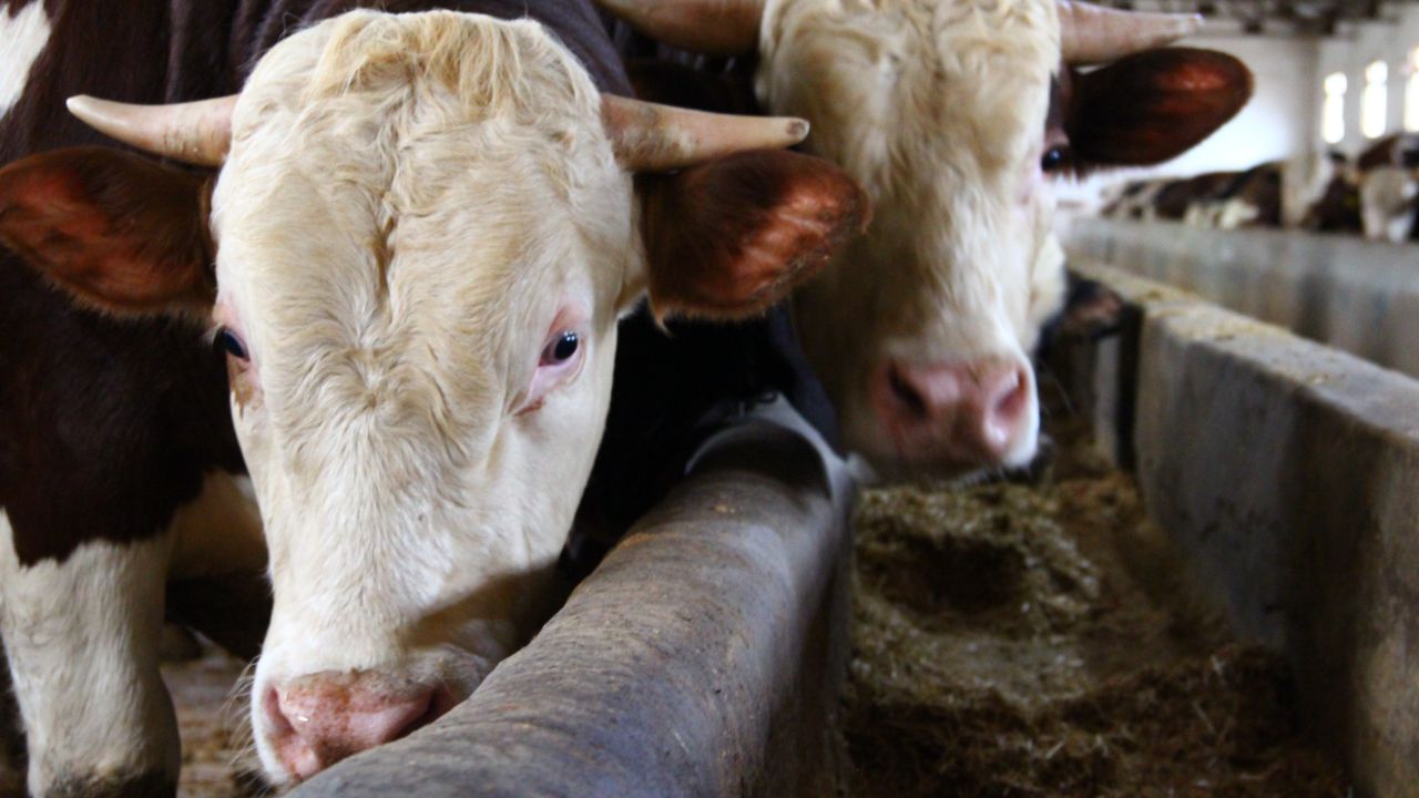 Aylarca yaylada otluyor! 1 ton 150 kiloluk "Paşa" için istenen para ağızları açık bıraktı Aylarca yaylada otluyor! 1 ton 150 kiloluk "Paşa" için istenen para ağızları açık bıraktı
