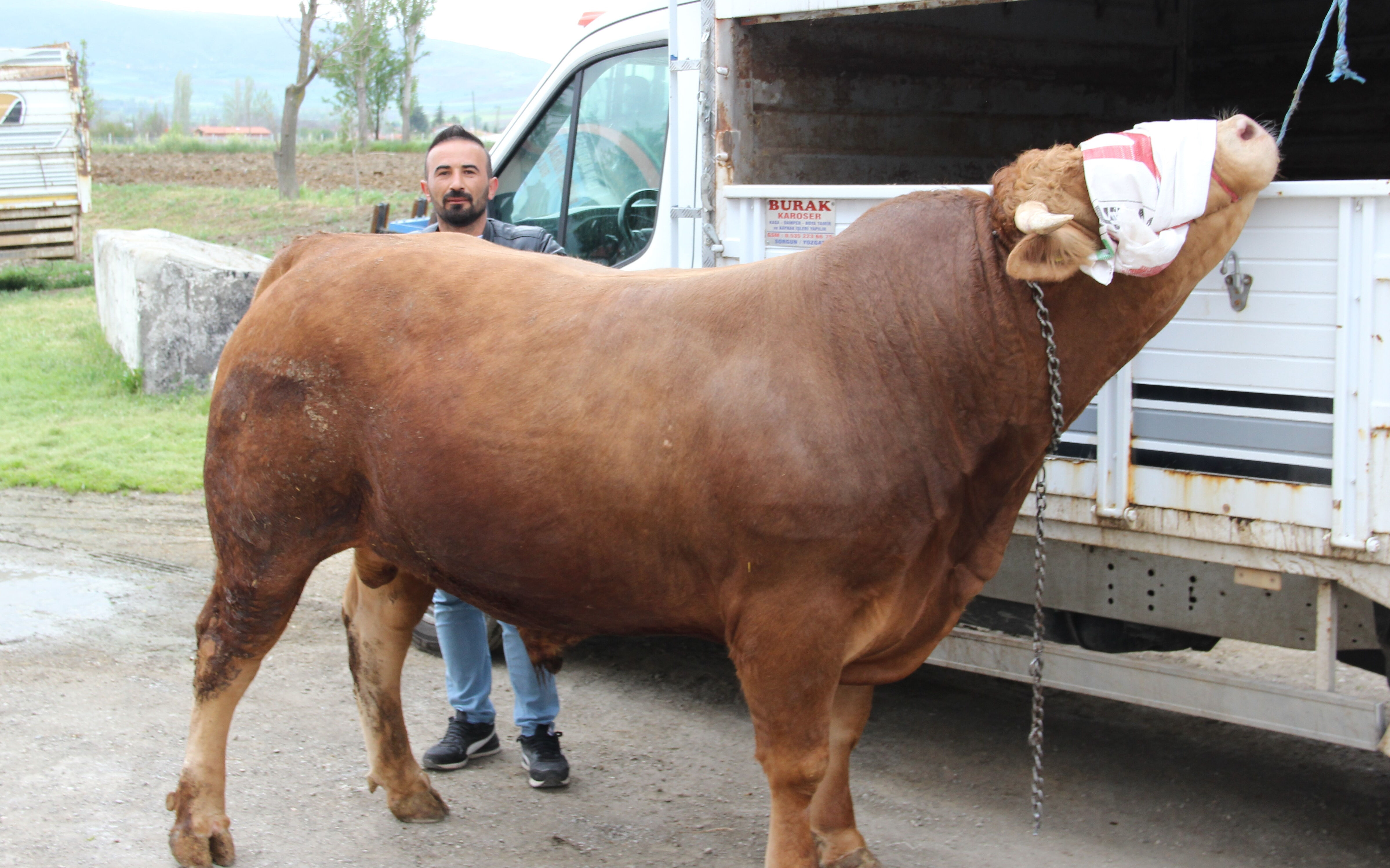 Aylarca yaylada otluyor! 1 ton 150 kiloluk 