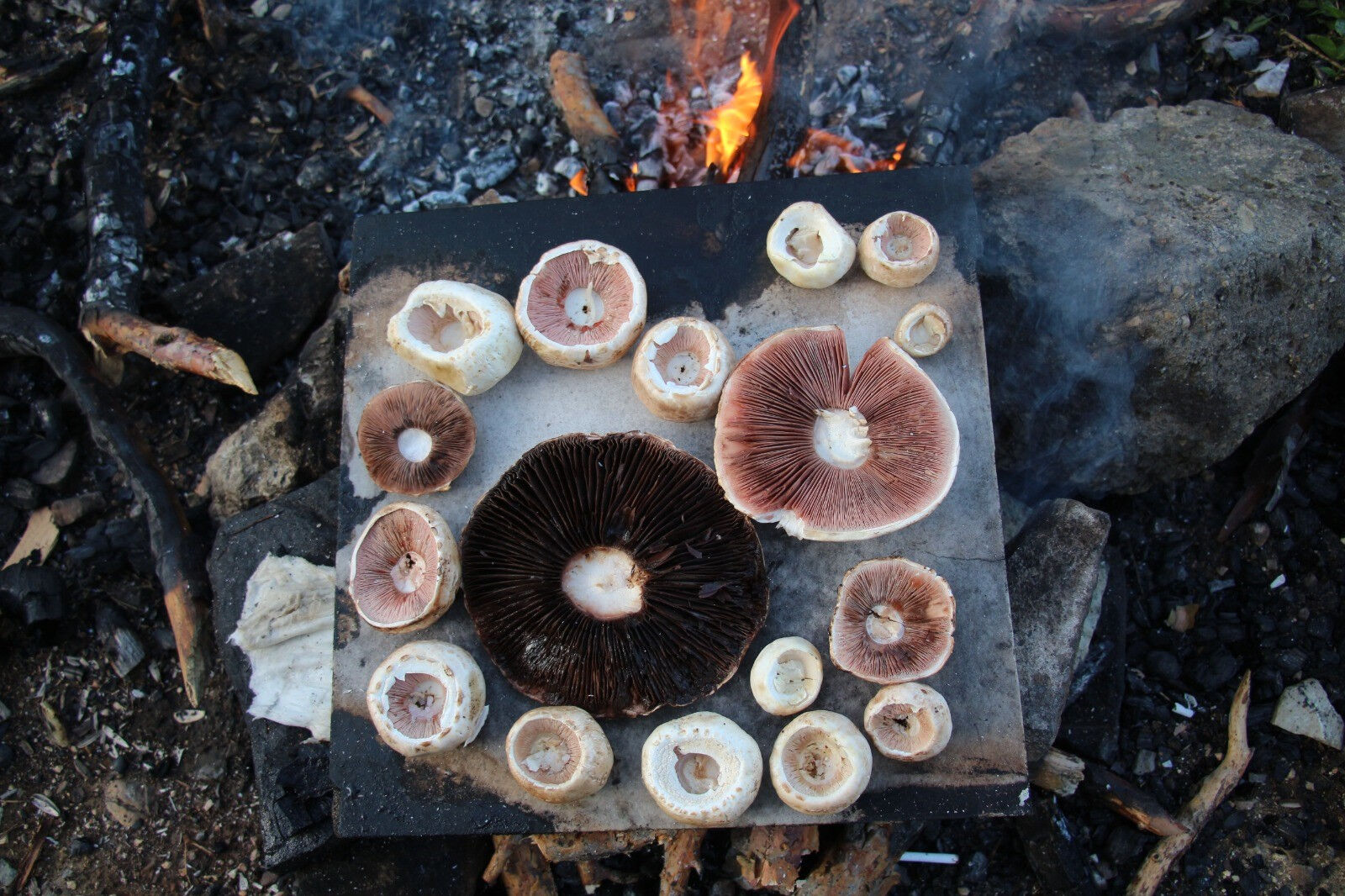 Doğadan bunları toplayanlar dikkat! Başınıza gelmeyen kalmayabilir... - 3. Resim