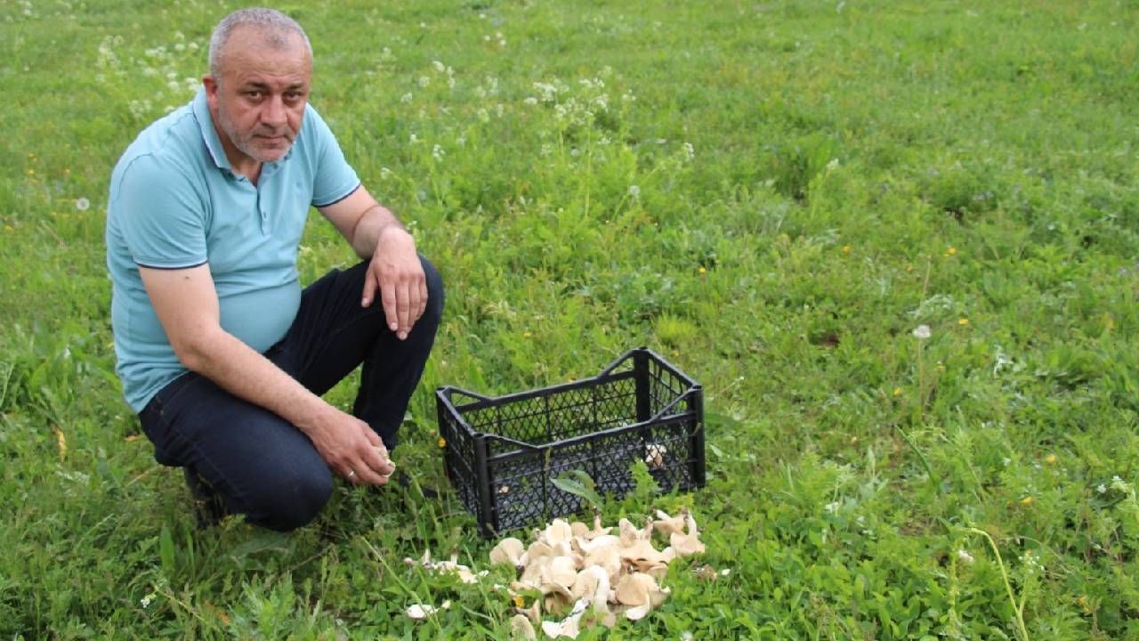 Doğadan bunları toplayanlar dikkat! Başınıza gelmeyen kalmayabilir... Doğadan bunları toplayanlar dikkat! Başınıza gelmeyen kalmayabilir...