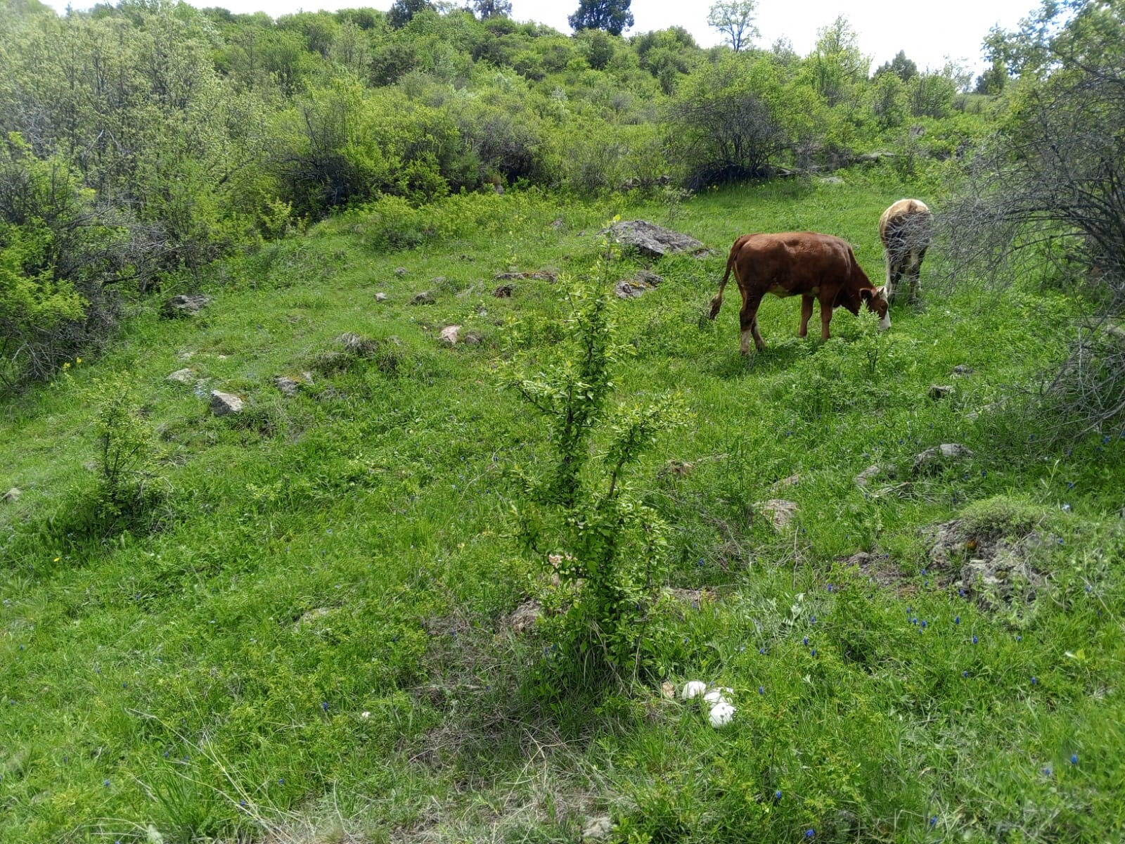 Doğadan bunları toplayanlar dikkat! Başınıza gelmeyen kalmayabilir... - 4. Resim