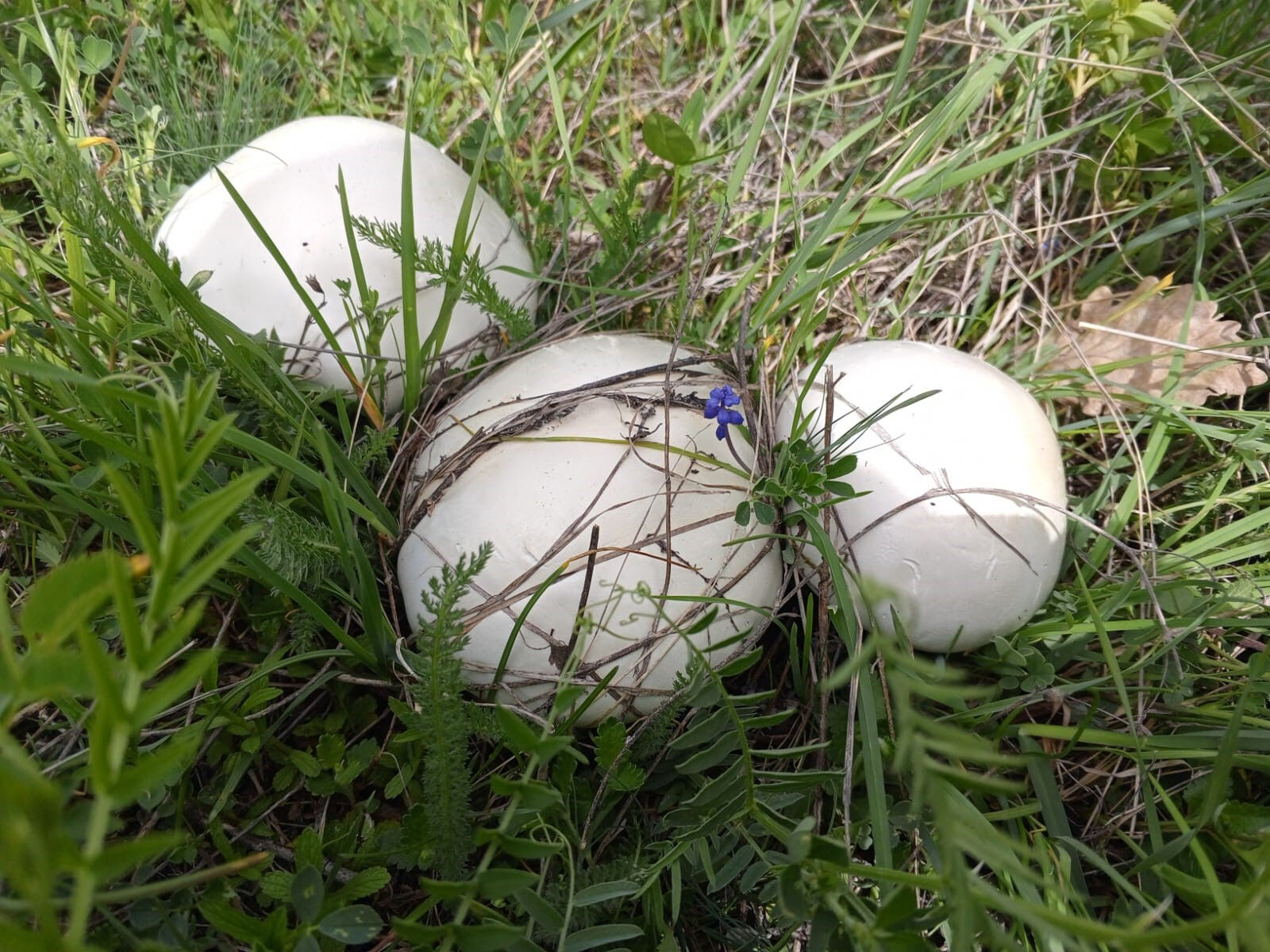 Doğadan bunları toplayanlar dikkat! Başınıza gelmeyen kalmayabilir... - 1. Resim