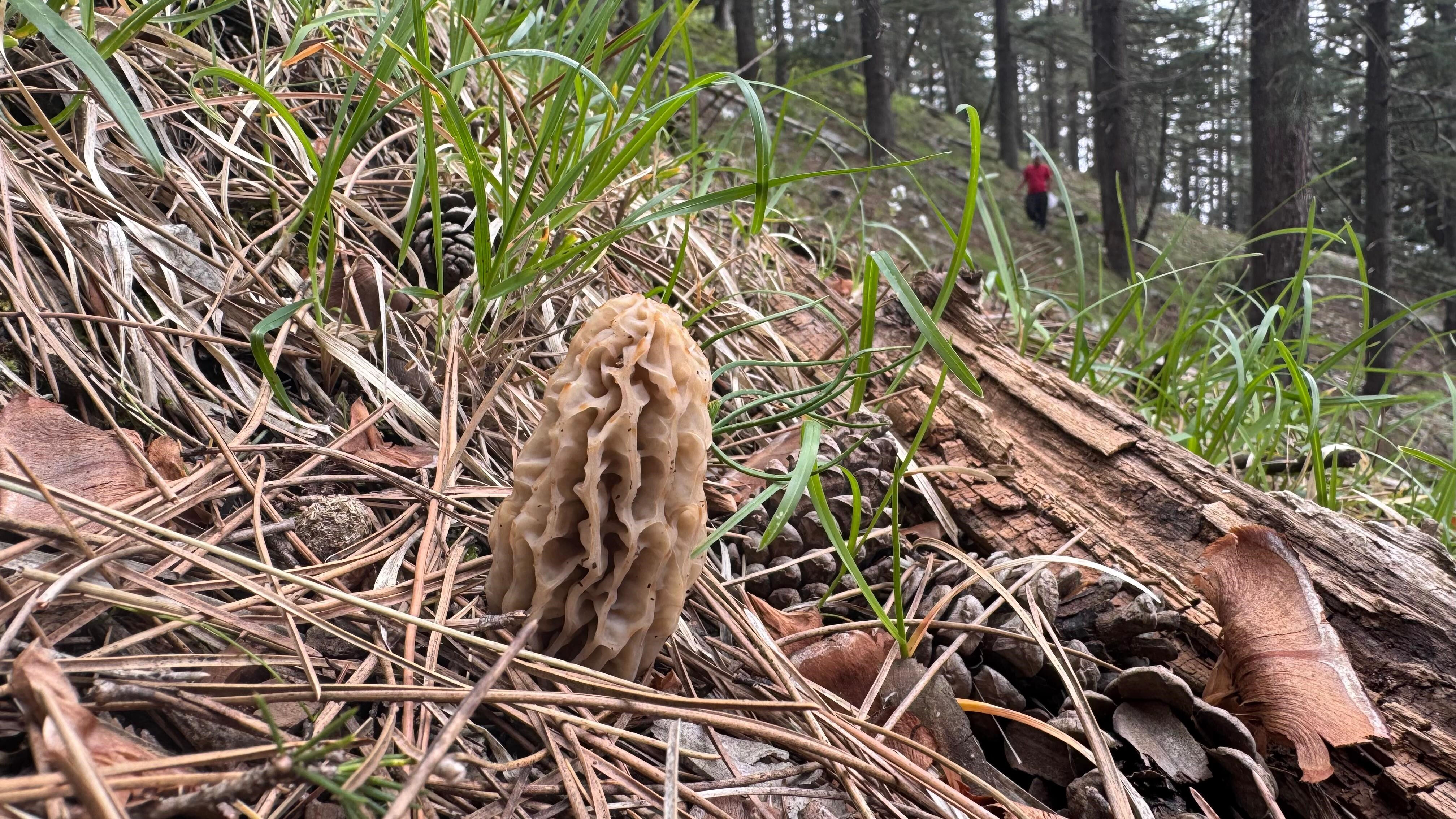 Kendiliğinden yetişiyor, kilosu 900 liraya satılıyor! Toplayanlar 