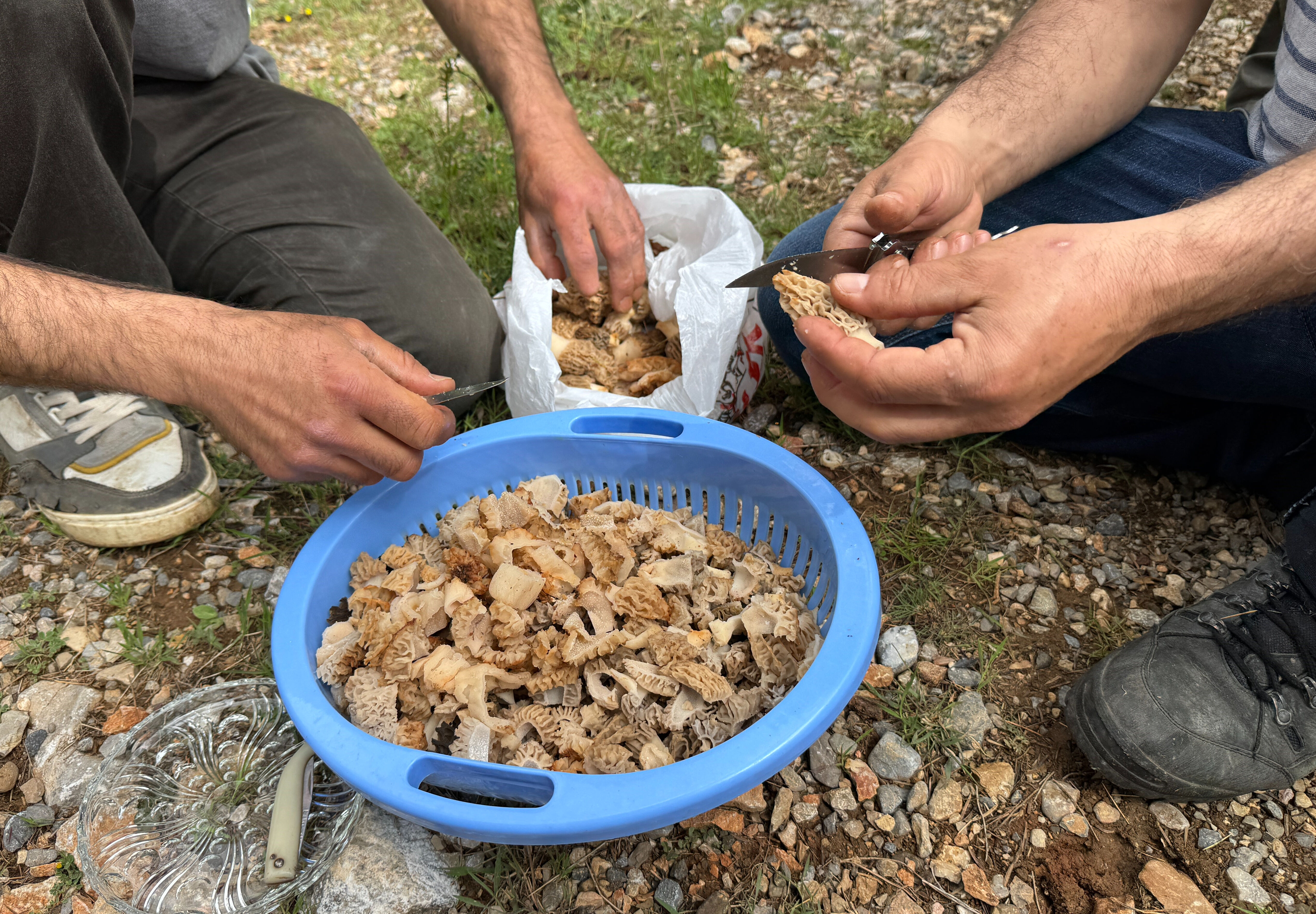 Kendiliğinden yetişiyor, kilosu 900 liraya satılıyor! Toplayanlar 