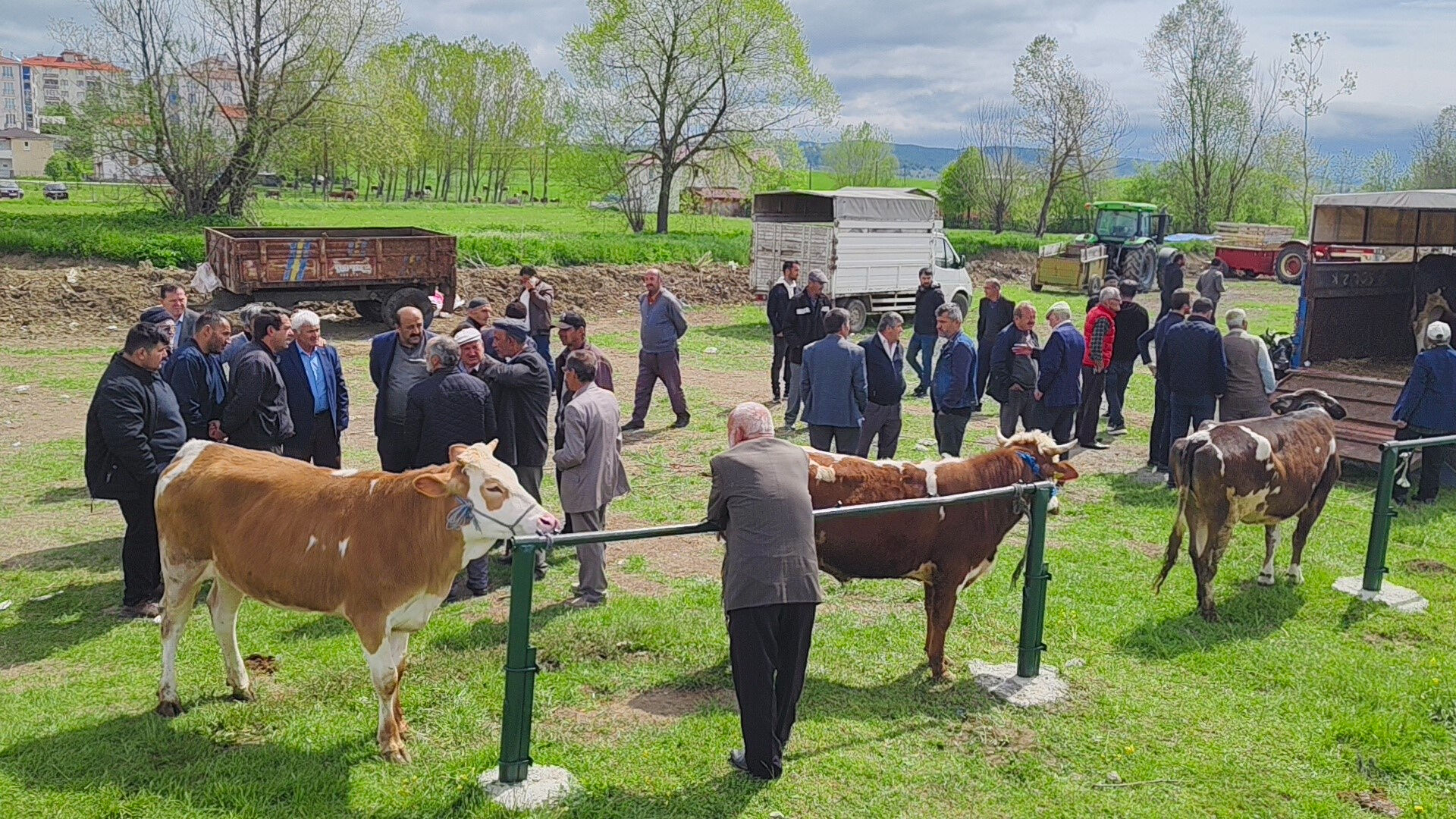 Kurban kesecekler dikkat! Büyükbaş hayvanlar pazara indi, işte başlangıç fiyatı - 1. Resim