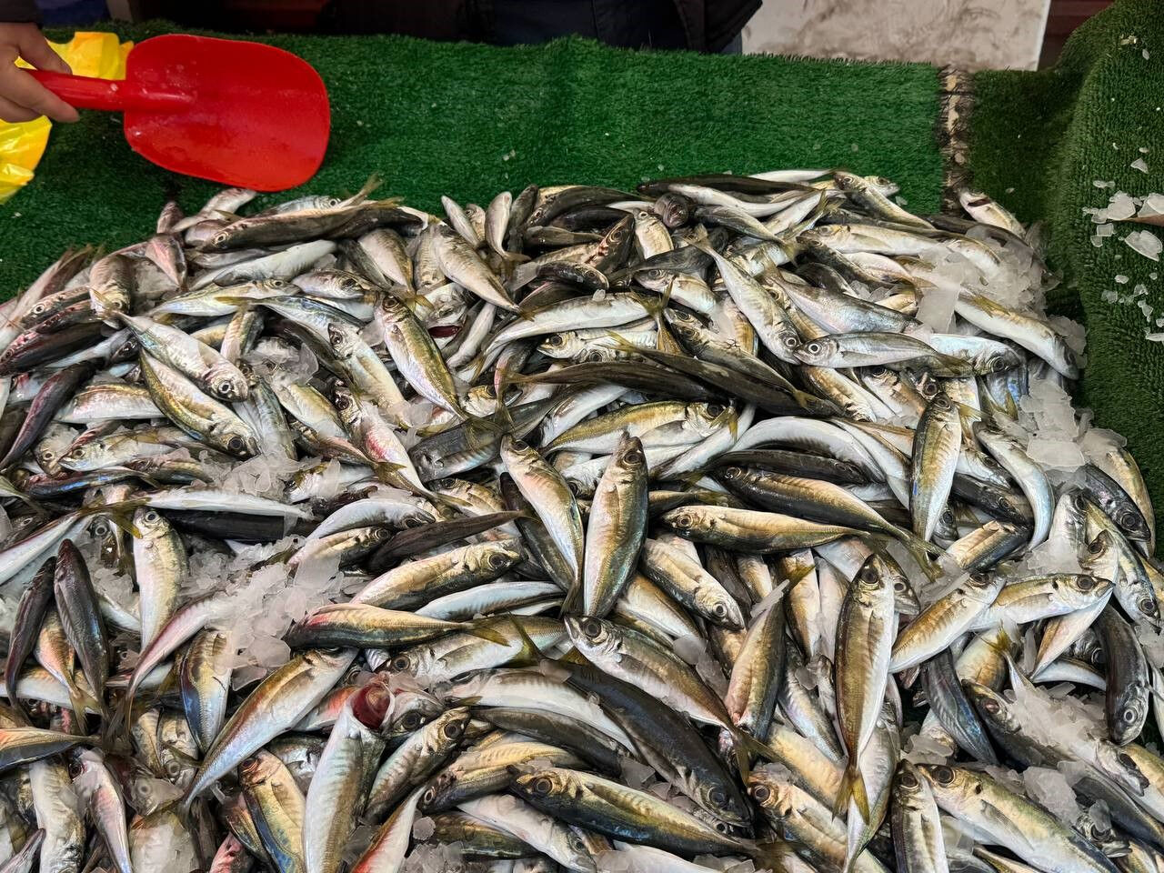 Palamut, mezgit, istavrit ve hamsi... Vatandaş ucuz balığa doyacak - 2. Resim