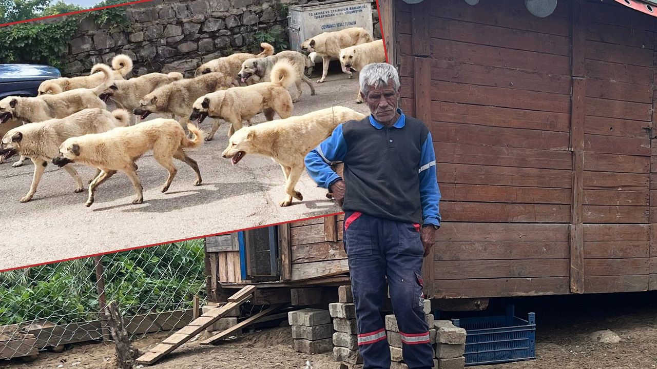 Sahipsiz köpekler saldırdı, hayvanlarının önünde kalakaldı Sahipsiz köpekler saldırdı, hayvanlarının önünde kalakaldı