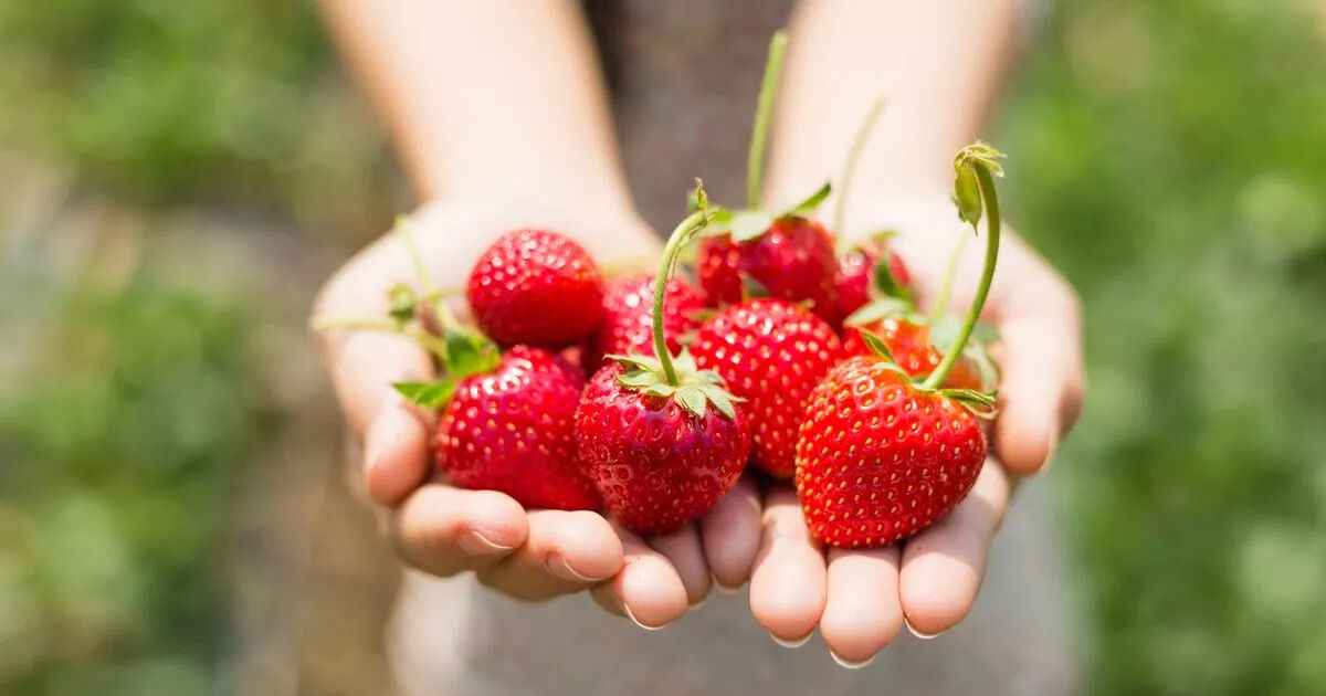 Şekeri dengeliyor, kalp krizini önlüyor, iltihabı azaltıyor: Her gün bir avuç yemek yetiyor! - 2. Resim