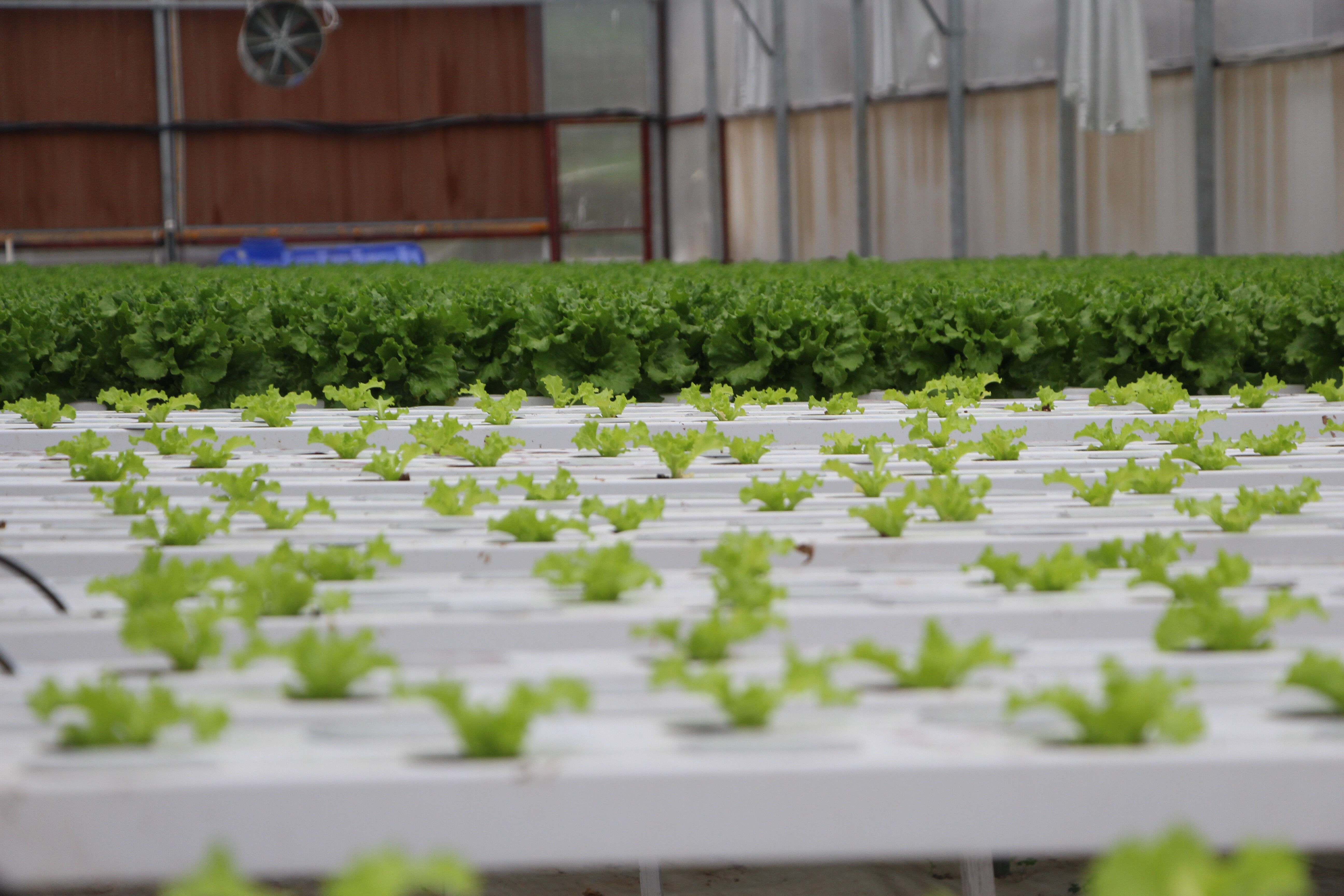 Vatandaş daha ucuza daha kalitelisini yiyecek! ABD'de g&ouml;rd&uuml;ğ&uuml; sistemi memleketi Trabzon'a getirdi - 5. Resim