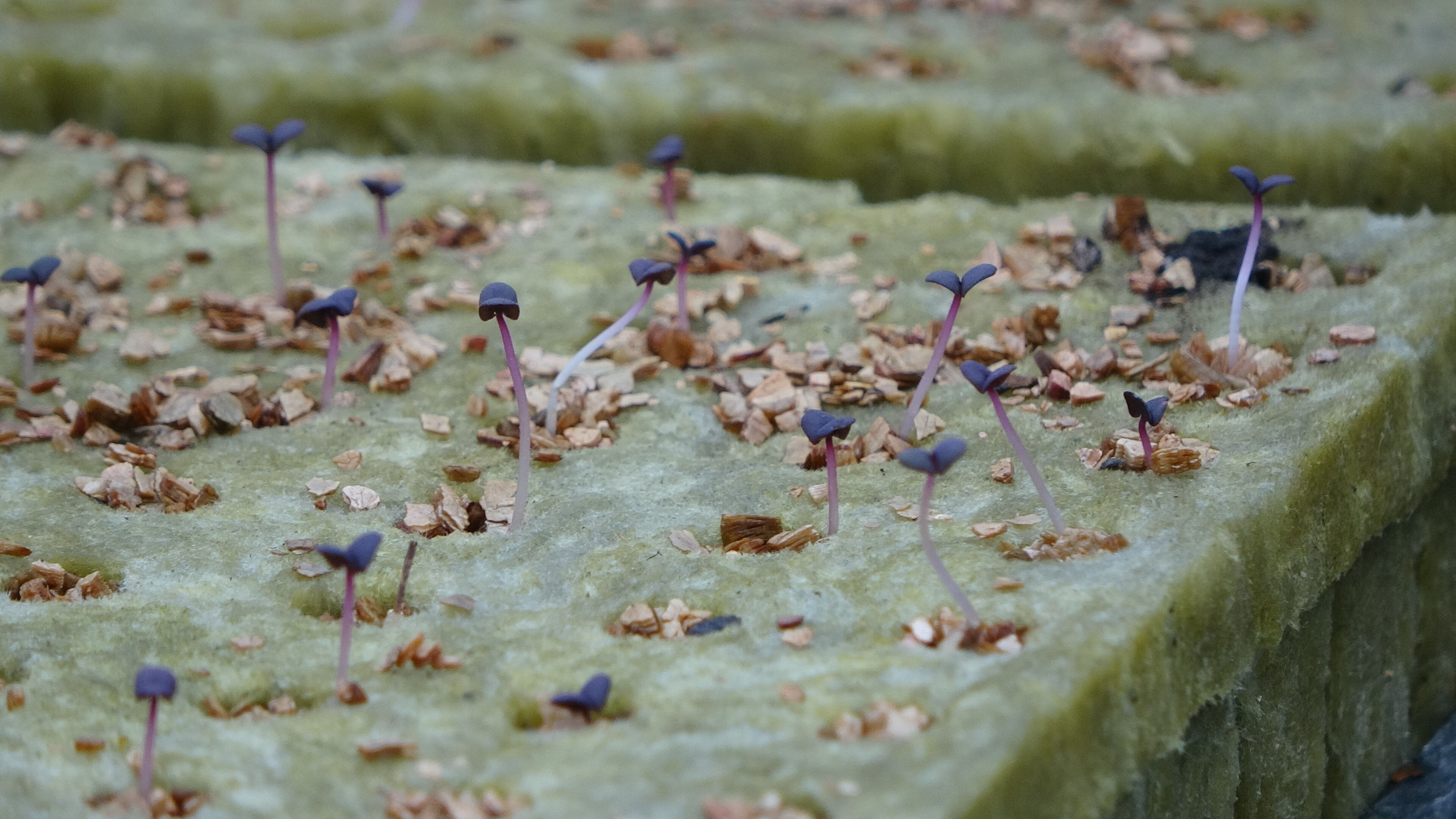 Vatandaş daha ucuza daha kalitelisini yiyecek! ABD'de g&ouml;rd&uuml;ğ&uuml; sistemi memleketi Trabzon'a getirdi - 3. Resim