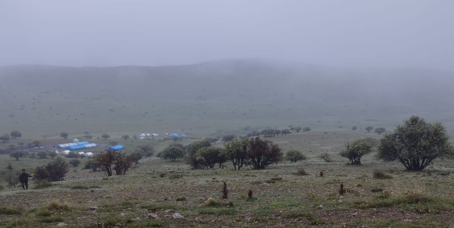 Ağıla giren kurtlar onlarca kuzuyu telef etti - 1. Resim