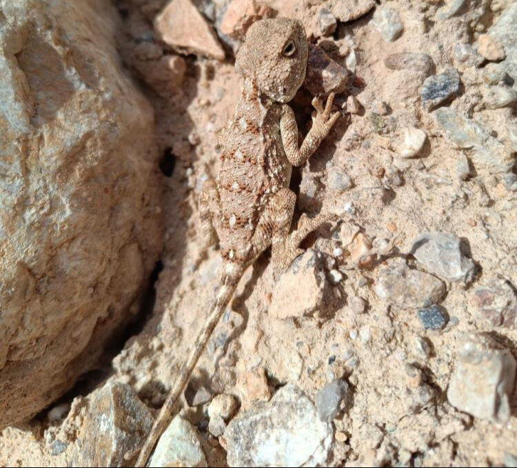 'Asgari tehlike' altındaki tüler arasında! Erzincan'da Bozkır Keleri sürprizi - 1. Resim