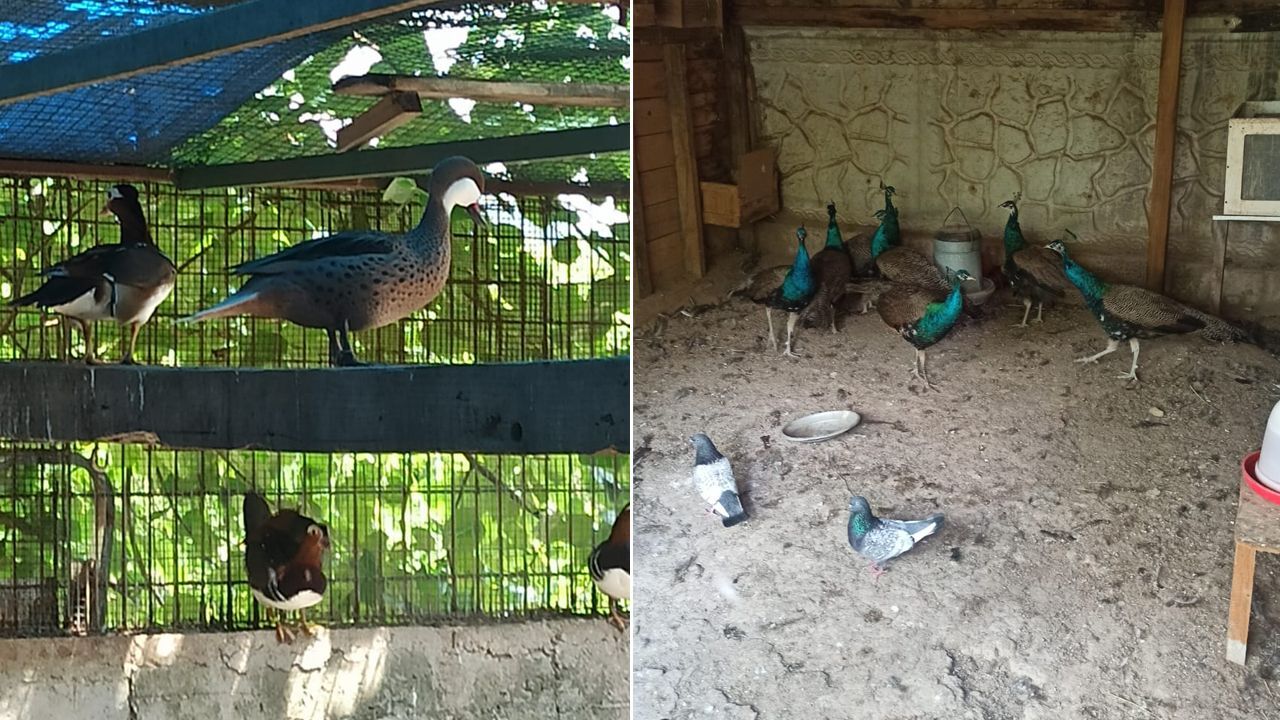 Ev değil adeta hayvanat bahçesi! Ekipler bile şaştı kaldı Ev değil adeta hayvanat bahçesi! Ekipler bile şaştı kaldı