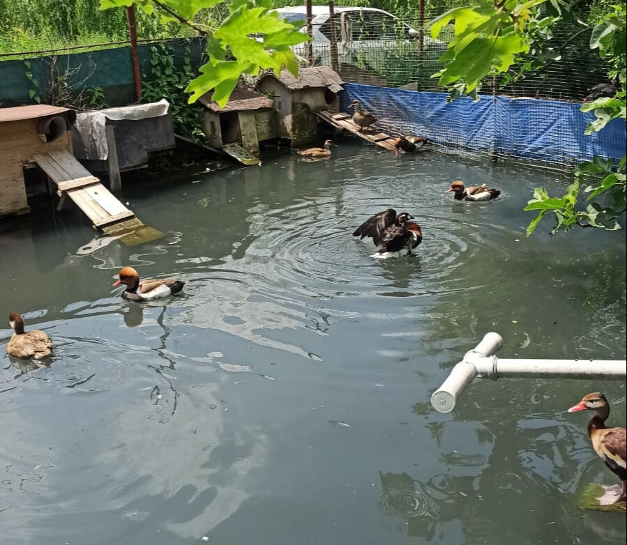 Ev değil adeta hayvanat bahçesi! Ekipler bile şaştı kaldı - 2. Resim