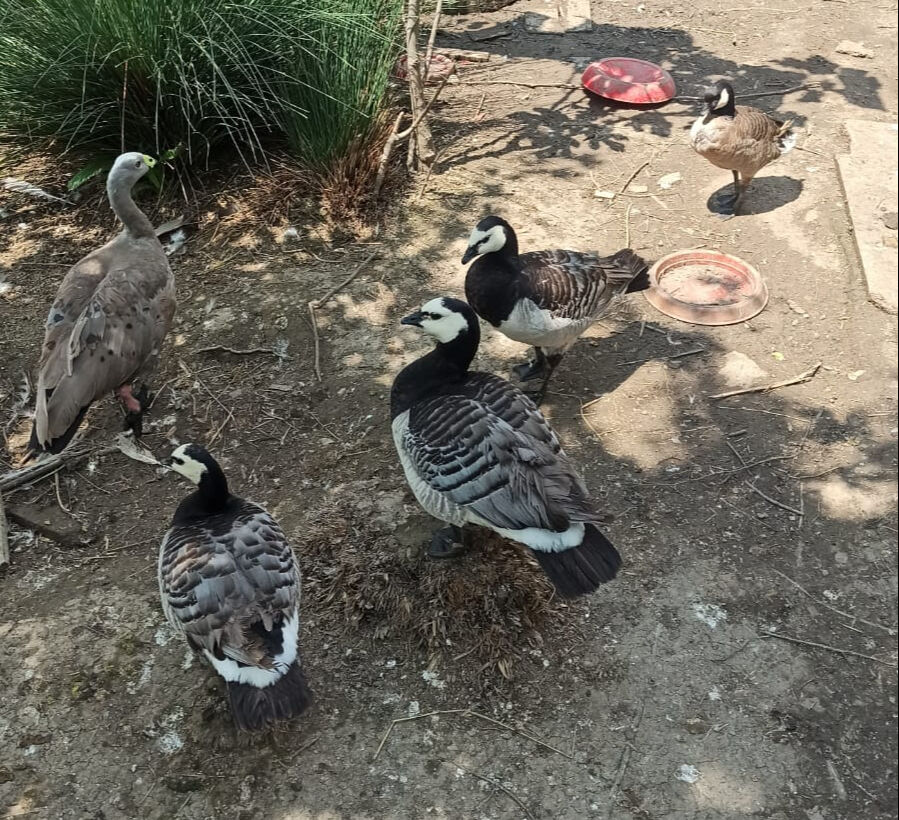 Ev değil adeta hayvanat bahçesi! Ekipler bile şaştı kaldı - 1. Resim