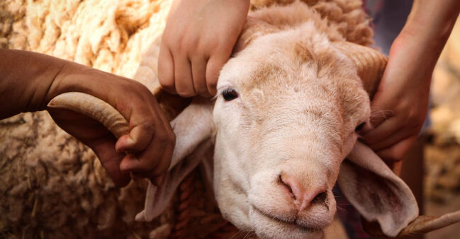 Kurban Bayramı arifesi tatil mi, 9 gün tatil olacak mı, arife yarım gün mü? Gözler Kurban Bayramı tatilinde - 3. Resim