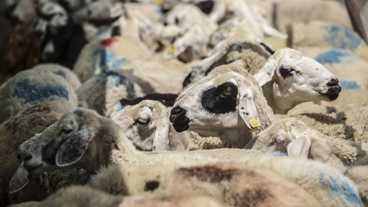 Kurban Bayramı öncesi açıklama geldi: Kurbanlık arzında sıkıntı beklenmiyor Kurban Bayramı öncesi açıklama geldi: Kurbanlık arzında sıkıntı beklenmiyor
