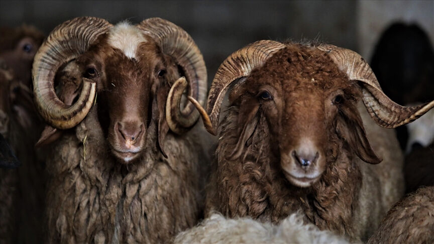 Kurban Bayramı öncesi açıklama geldi: Kurbanlık arzında sıkıntı beklenmiyor - 1. Resim