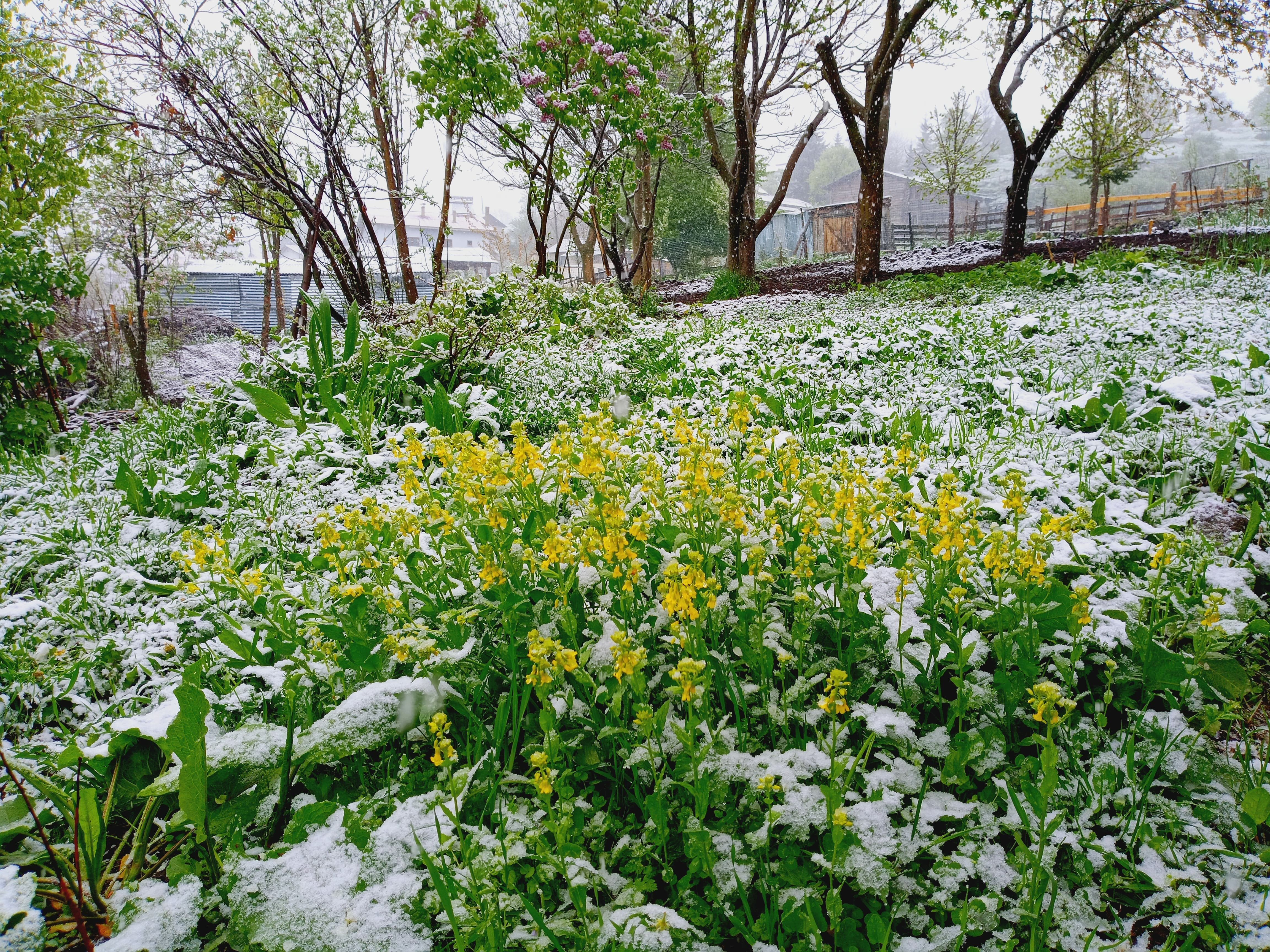 Mayıs ayında kar sürprizi! Güne beyaz örtüyle uyandılar - 1. Resim