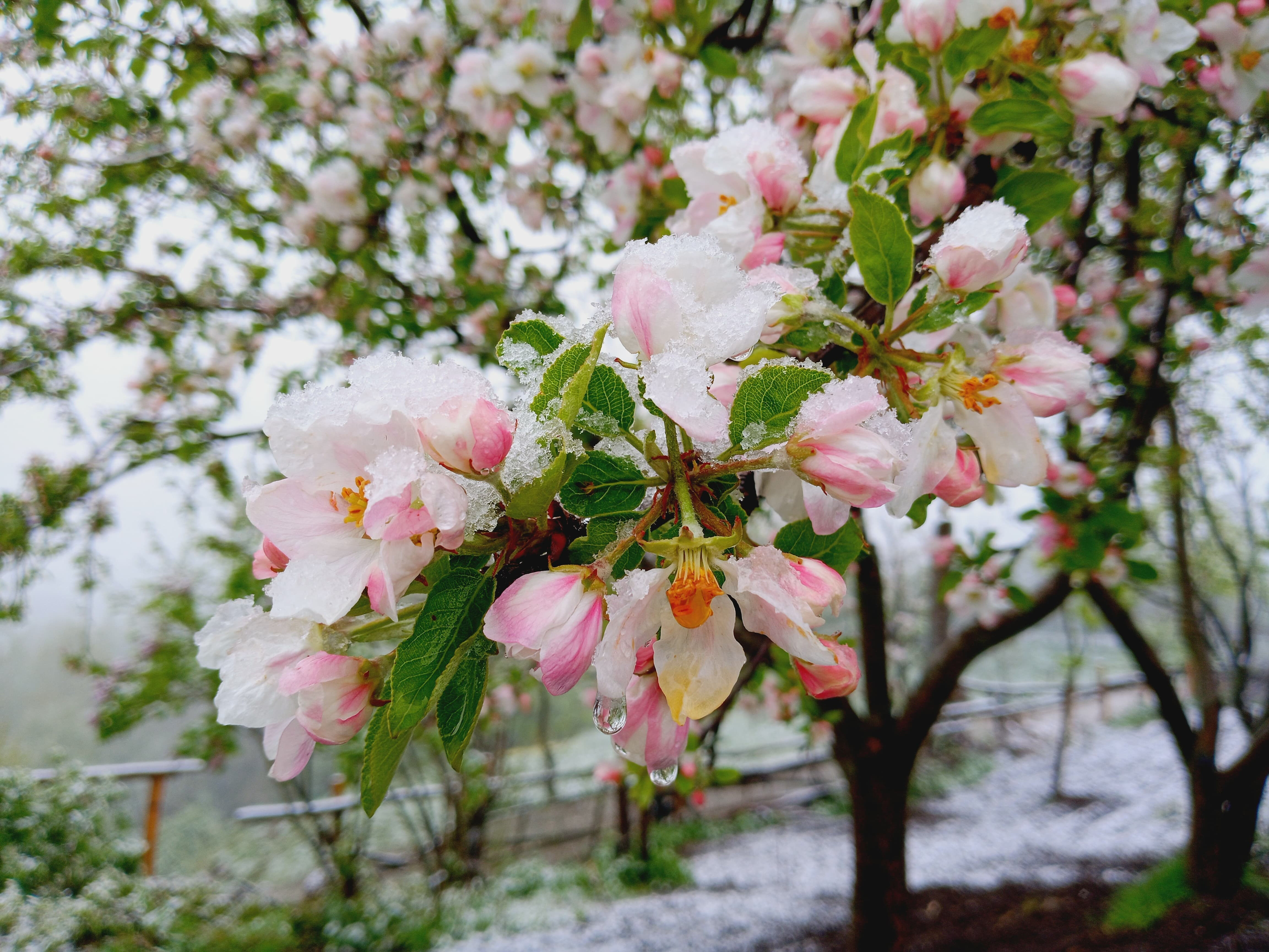 Mayıs ayında kar sürprizi! Güne beyaz örtüyle uyandılar - 3. Resim
