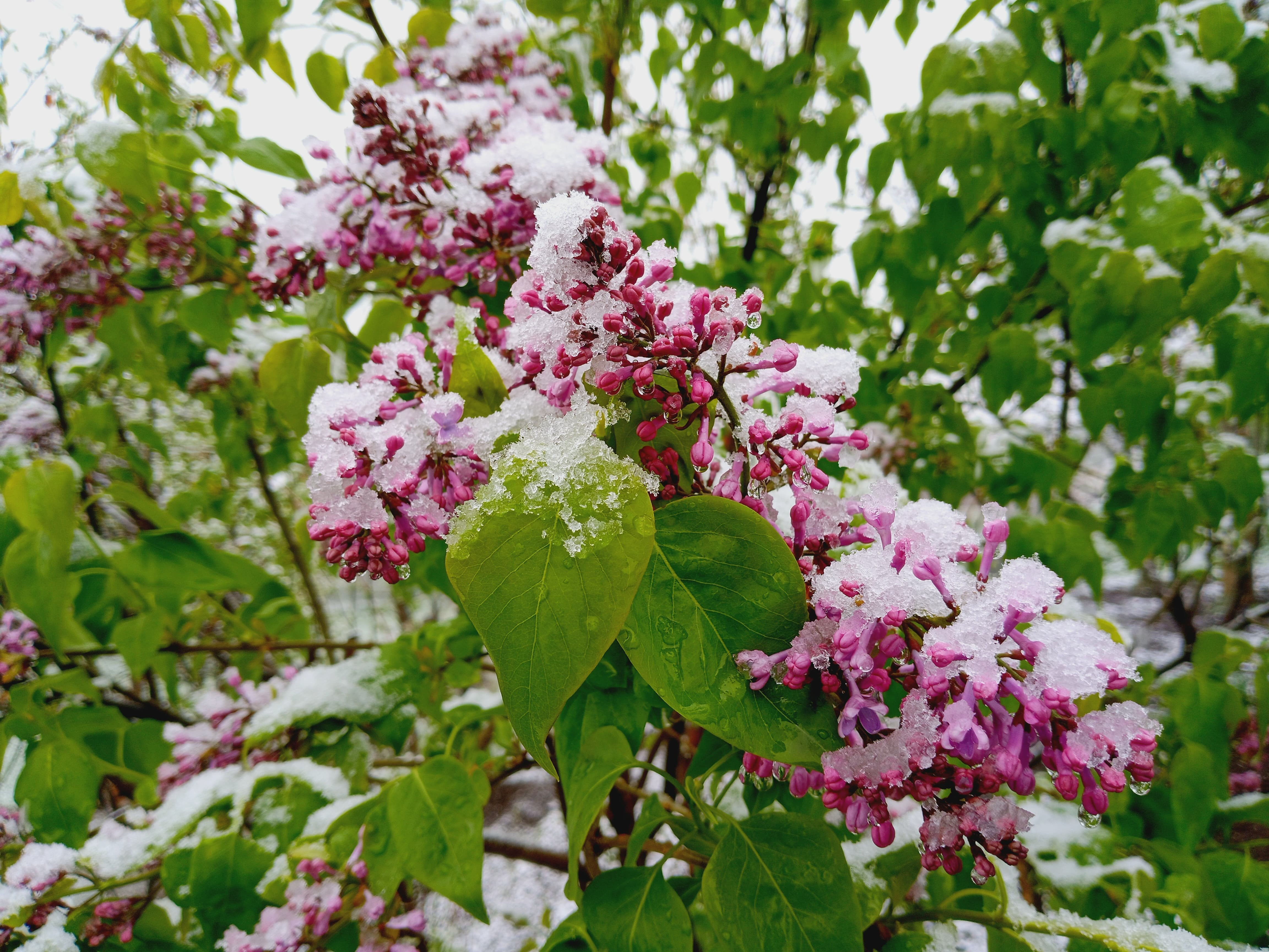 Mayıs ayında kar sürprizi! Güne beyaz örtüyle uyandılar - 2. Resim