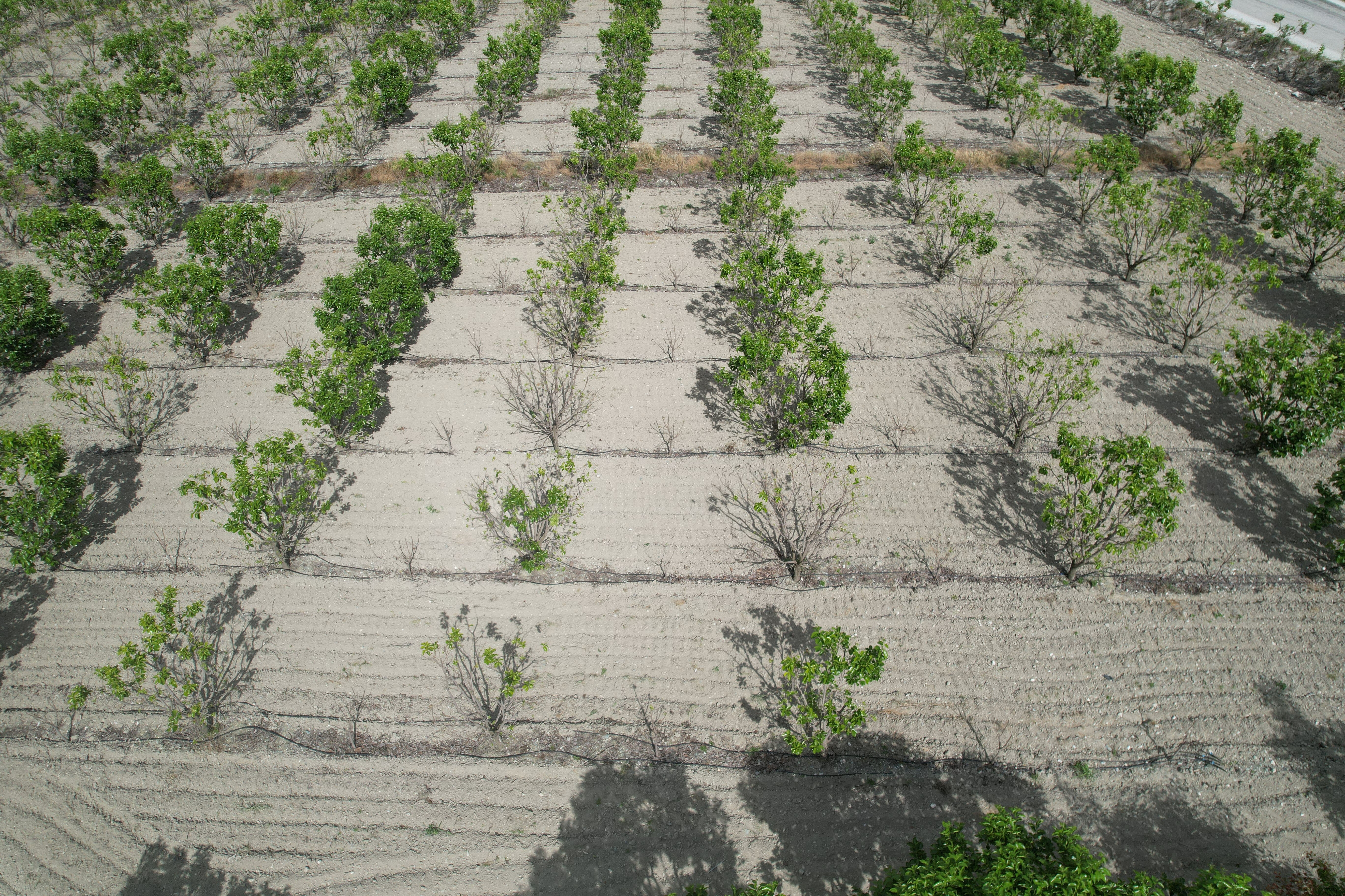 Şifa deposu meyveyi don vurdu, yarısı yok oldu: Ürün listeye girmedi, çiftçi yardım istedi! - 1. Resim