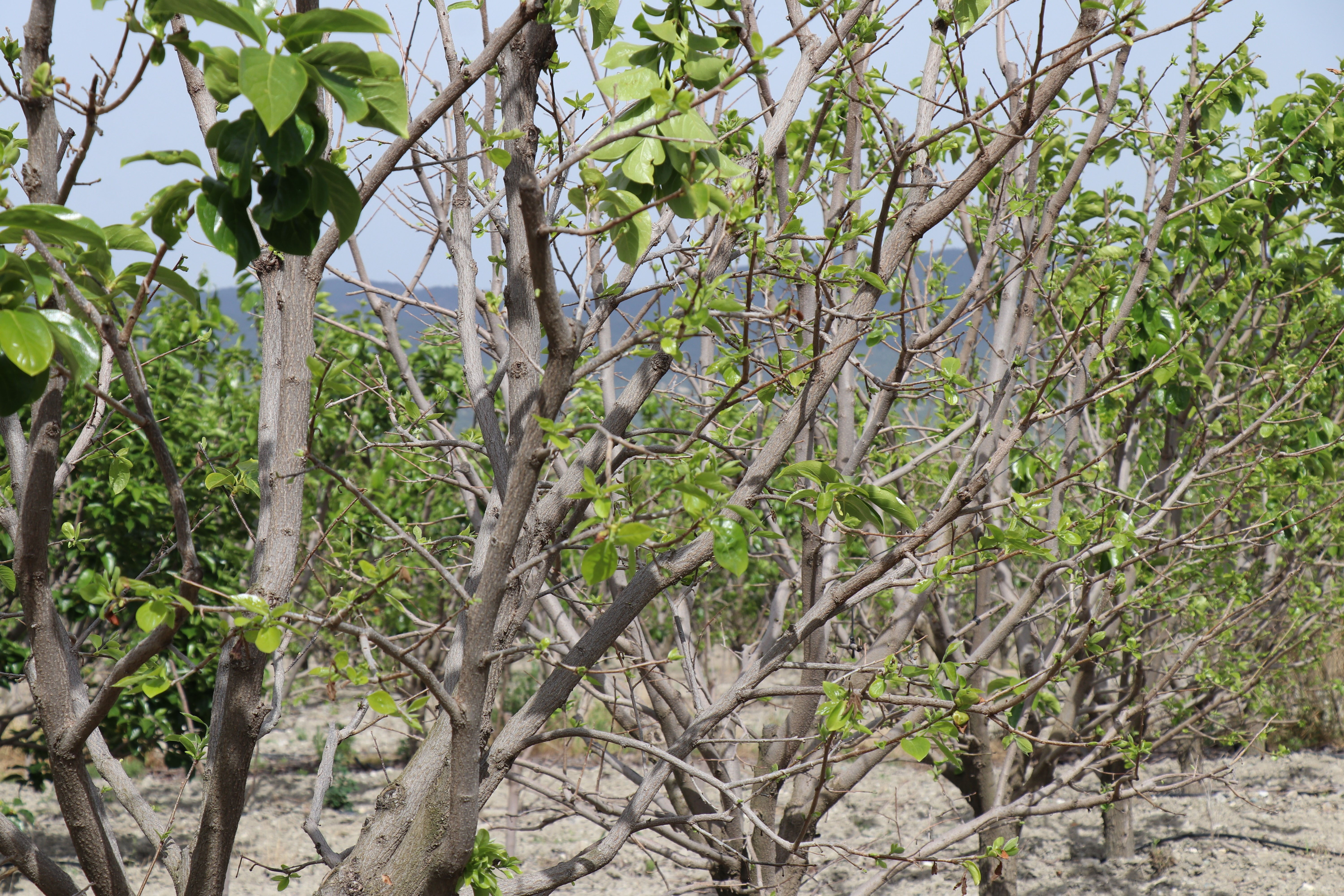 Şifa deposu meyveyi don vurdu, yarısı yok oldu: Ürün listeye girmedi, çiftçi yardım istedi! - 3. Resim