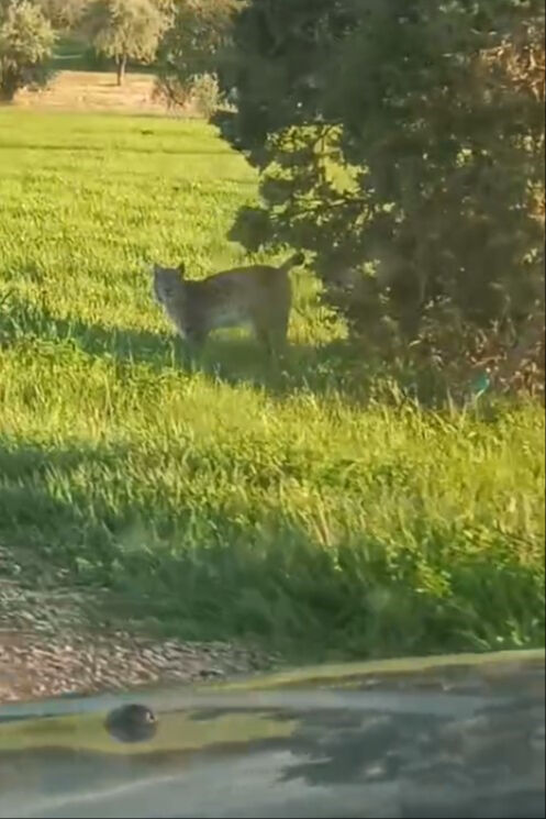Afrika değil Gümüşhane! Hayvanlar yola indi, neye uğradığını şaşırdı - 1. Resim