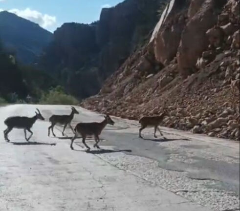 Afrika değil Gümüşhane! Hayvanlar yola indi, neye uğradığını şaşırdı - 2. Resim