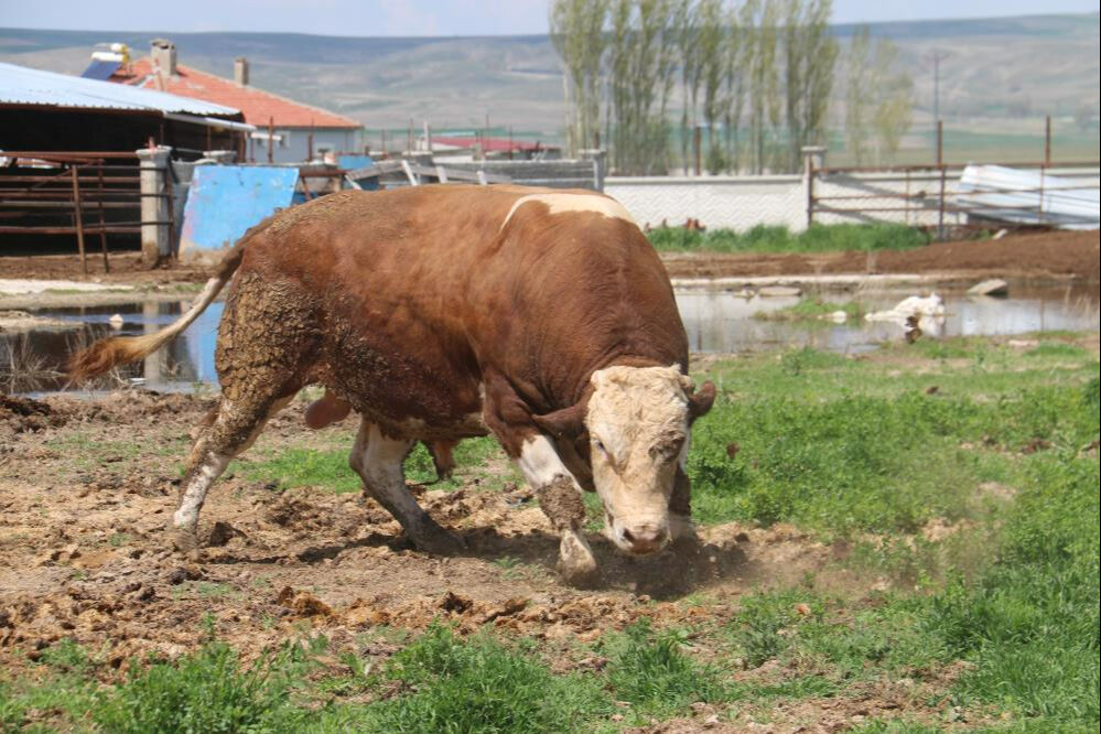 Bir ton 250 kilogramlık kurbanlık: 'Tosun' için istenen para dudak uçuklattı - 3. Resim