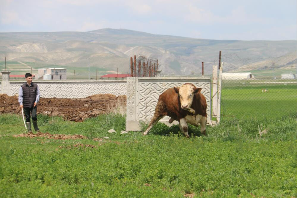 Bir ton 250 kilogramlık kurbanlık: 'Tosun' için istenen para dudak uçuklattı - 4. Resim