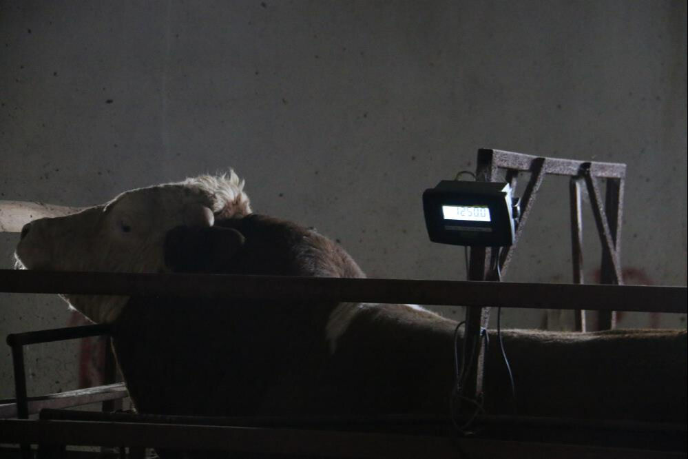 Bir ton 250 kilogramlık kurbanlık: 'Tosun' için istenen para dudak uçuklattı - 2. Resim