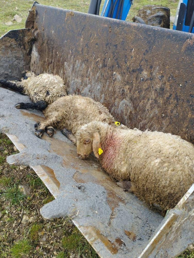 Erzincan'da kurt saldırısı: 15 kuzu telef oldu, 15'i yaralandı - 1. Resim