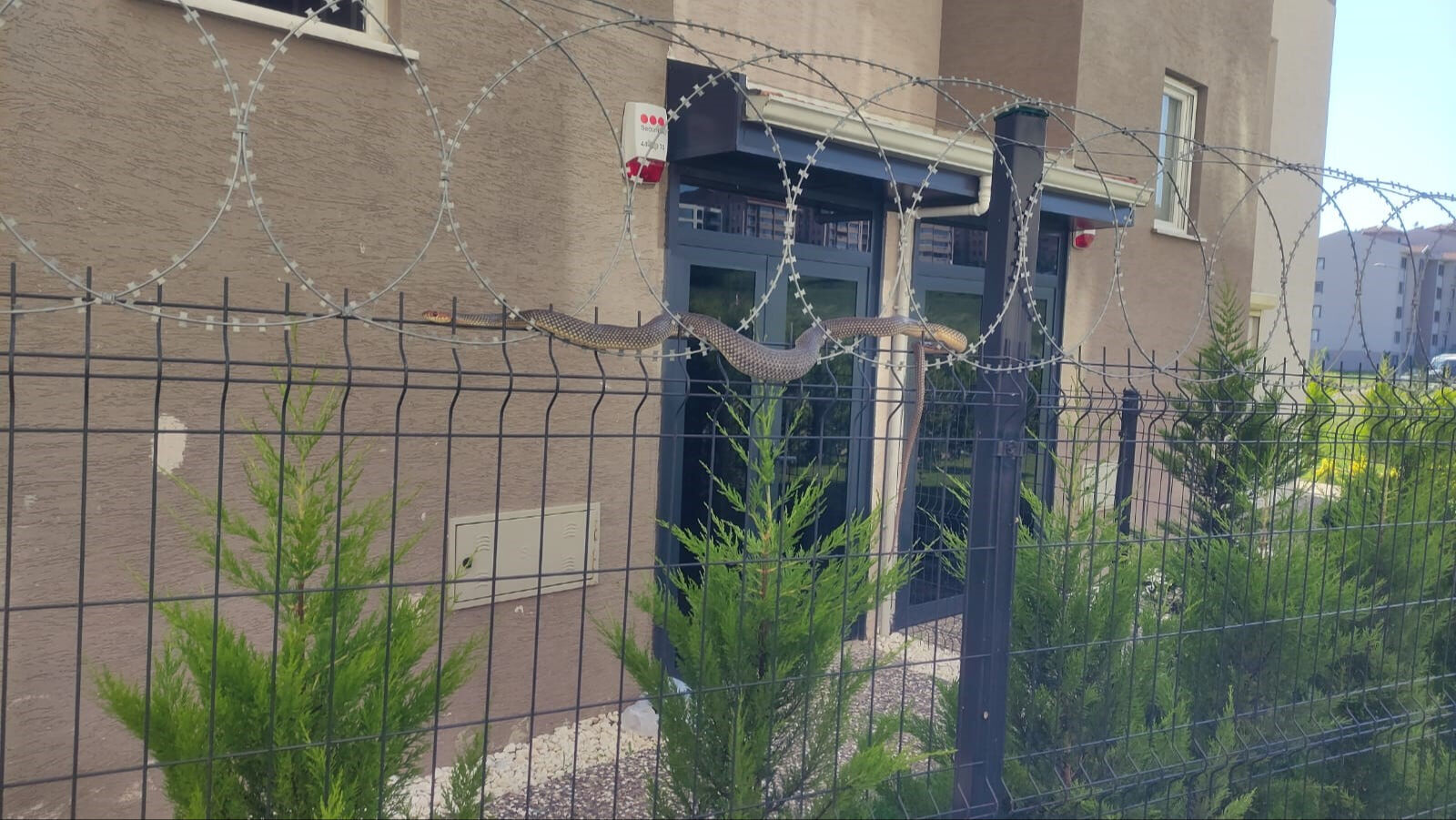 Jiletli tellere dolanmış, tam 1,5 metre boyunda! Görenler hemen telefona sarıldı - 1. Resim