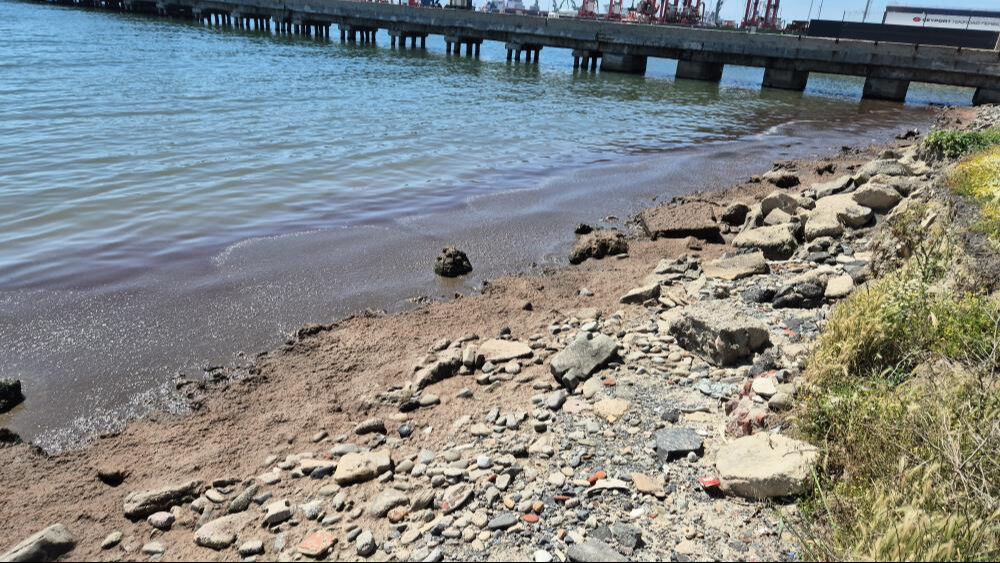 Tekirdağ kıyılarında dikkat çeken görüntü Tekirdağ kıyılarında dikkat çeken görüntü - 1. Resim