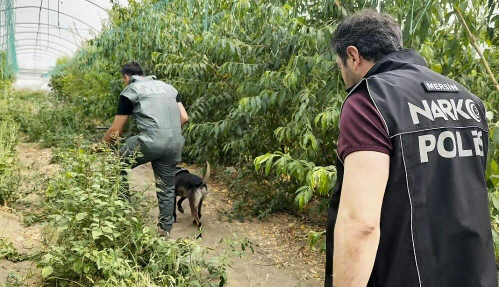 Ağaçların arasına gizlenmiş! Şeftali serasında çuvallarca uyuşturucu - 1. Resim