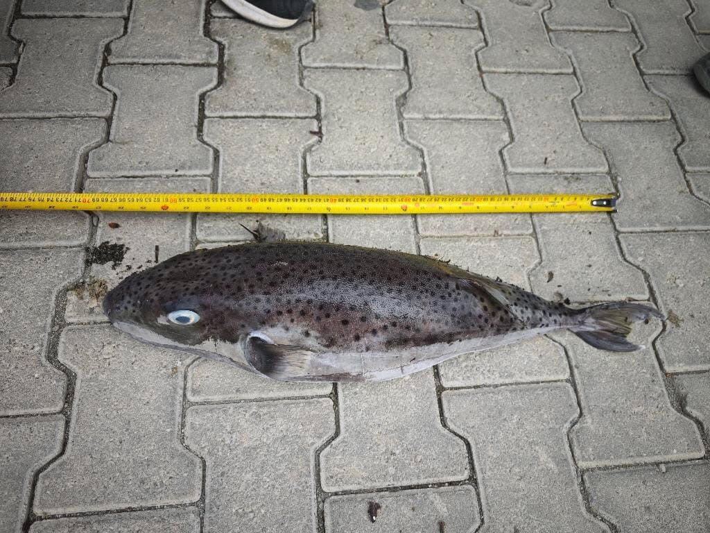 Ege Denizi'nde yakalandı, insanlar için ciddi risk oluşturuyor! Rekor boyutta ve zehirli - 1. Resim