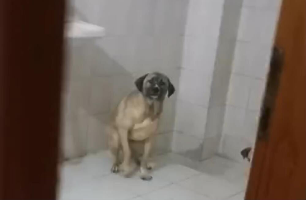 Evinde 12 köpekle yaşayan kadın gözaltına alındı - 1. Resim