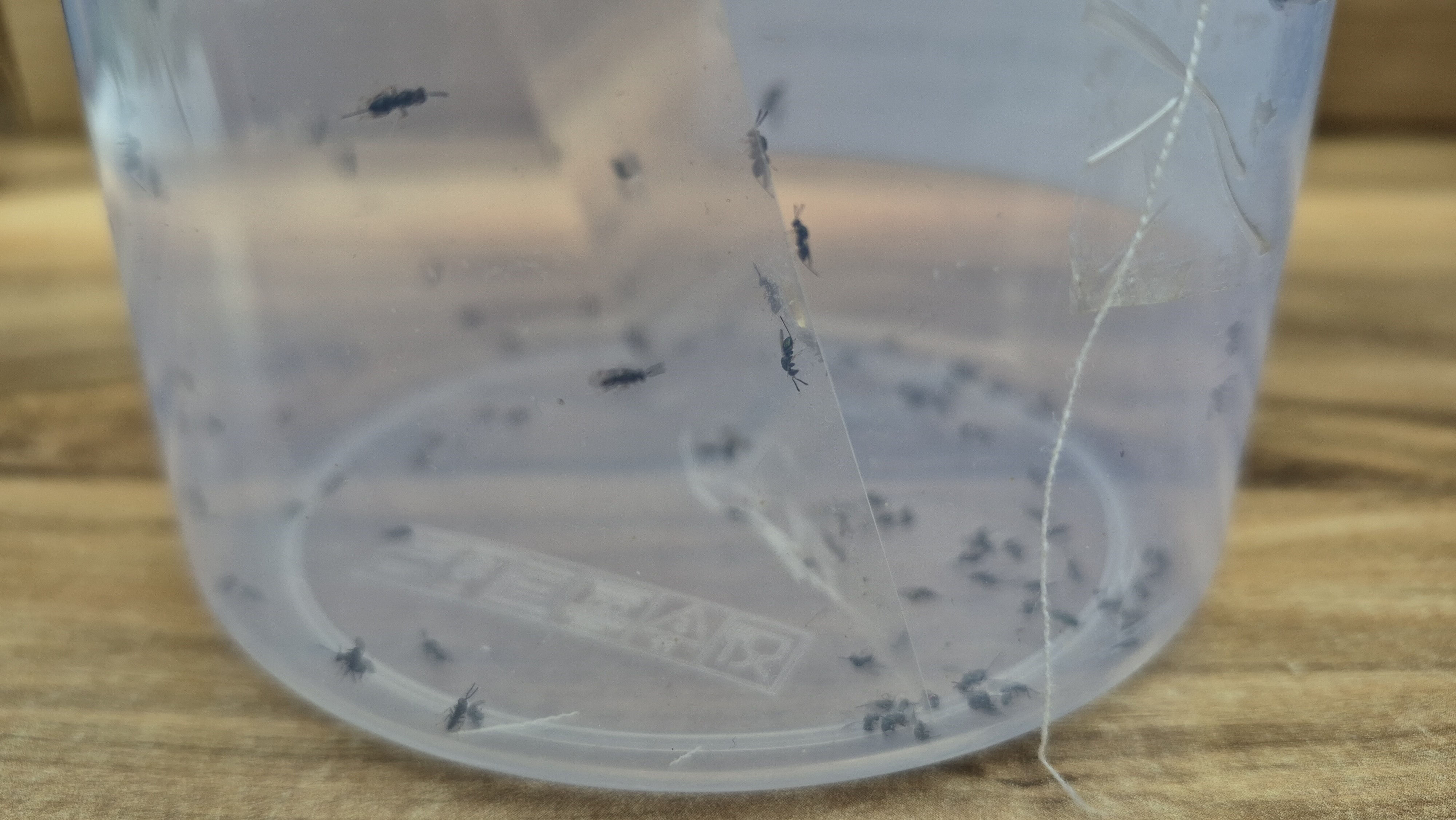 Katil arılar çiftçinin kabusu oldu! 