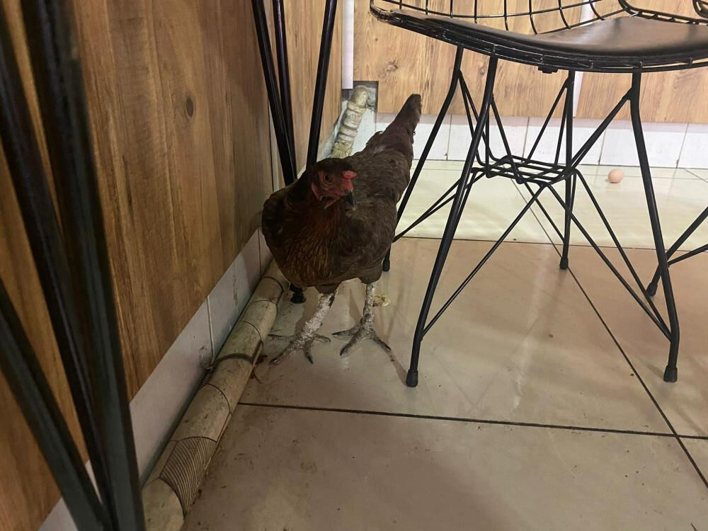 Yumurtlamak için dönerciyi seçti: Tavuğun cesaretine hayran kaldım! - 2. Resim