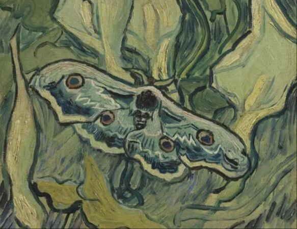 Avrupa'nın en büyüğü! Ünlü ressam Van Gogh'un ilham kaynağı olmuştu, Sakarya'da görüldü - 3. Resim